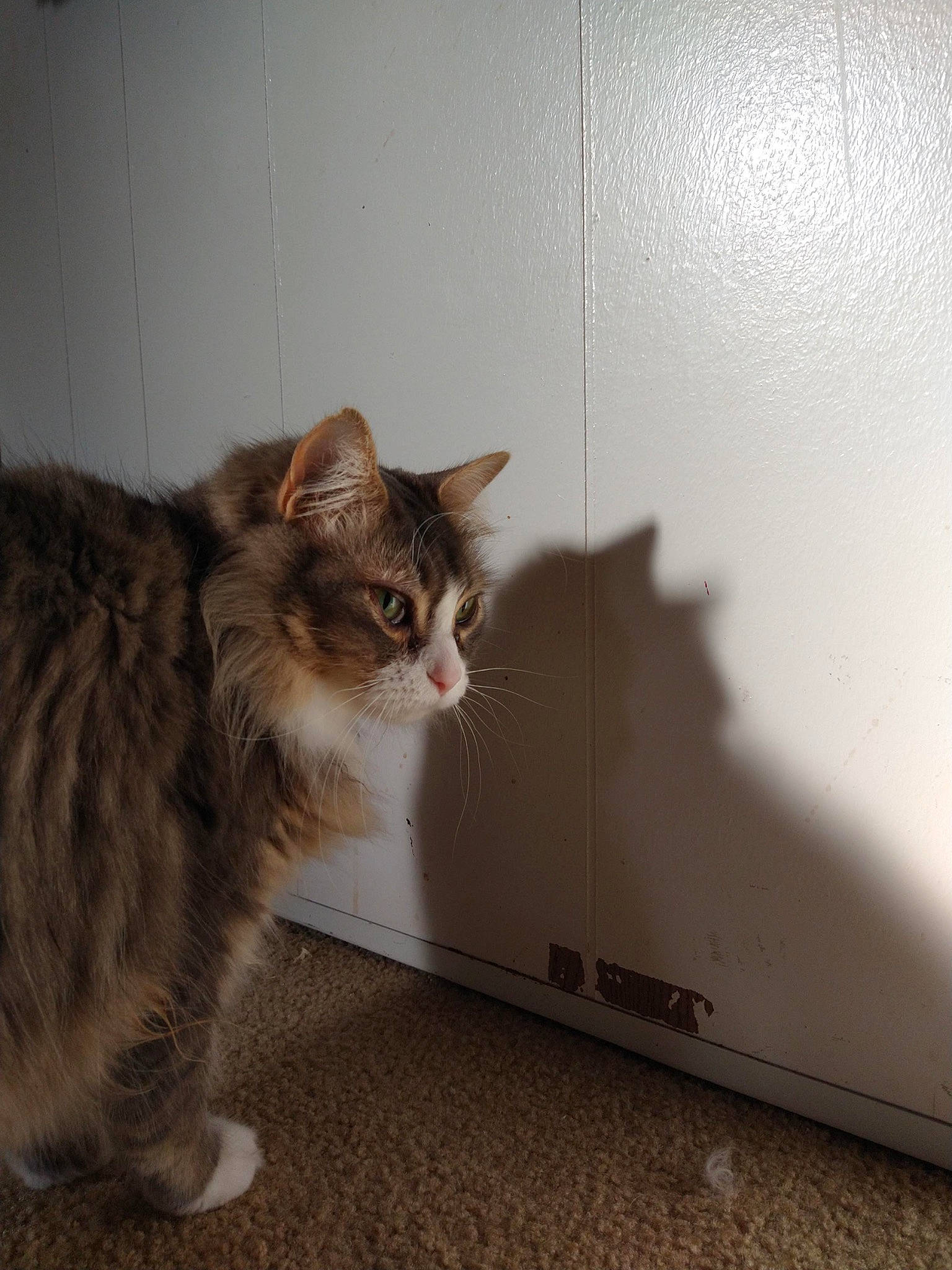 Star is registered to the contest to win money with this photo: box, cardboard, carnivore, cat, claw, domestic_short_haired_cat, felidae, flooring, fur, hardwood, paw, plaster, room, shelf, small_to_medium_sized_cats, tail, terrestrial_animal, whiskers, window, wood