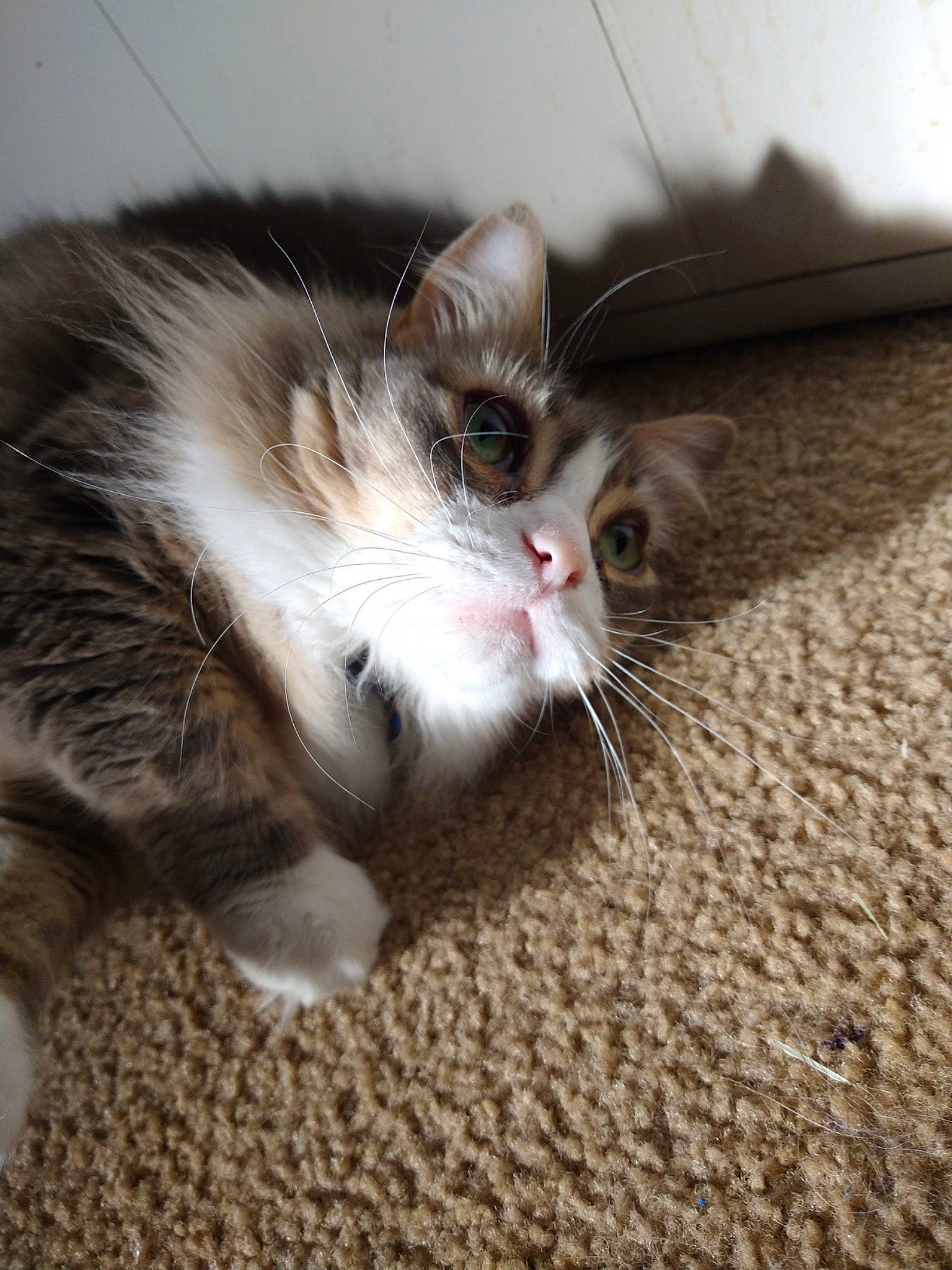 Star is registered to the contest to win money with this photo: carnivore, cat, claw, comfort, domestic_short_haired_cat, ear, felidae, flooring, foot, fur, hardwood, human_leg, paw, small_to_medium_sized_cats, snout, tail, whiskers, window, wood