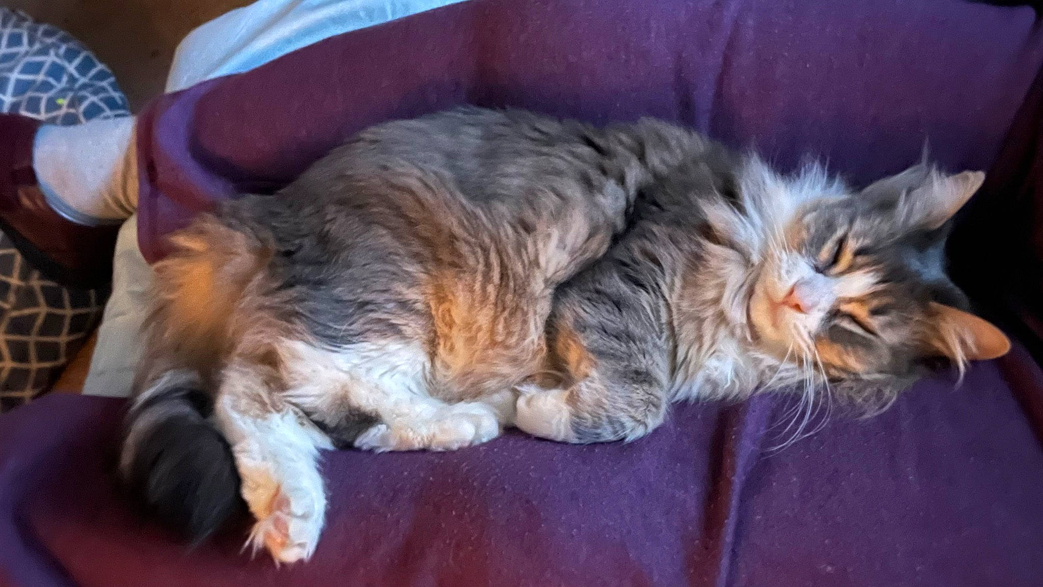 Star joined the competition — help win amazing prizes! carnivore, cat, claw, comfort, domestic_short_haired_cat, felidae, fur, lap, maine_coon, nap, paw, plant, siberian, sleep, small_to_medium_sized_cats, snout, tail, terrestrial_animal, whiskers