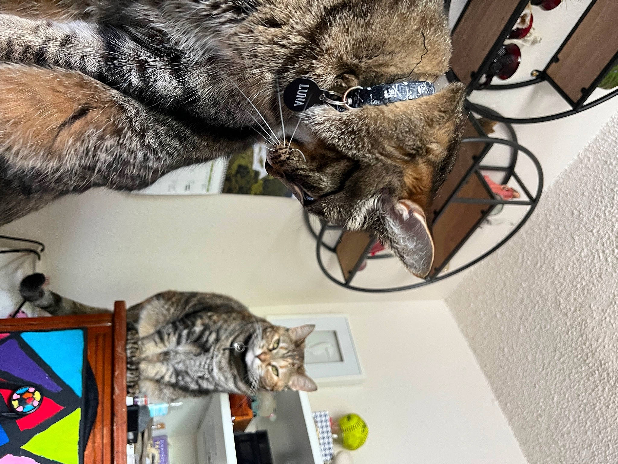 Luna joined the competition — help win amazing prizes! bicycle_tire, bicycle_wheel, carnivore, cat, claw, domestic_short_haired_cat, eyewear, felidae, fur, mammal, metal, small_to_medium_sized_cats, tail, terrestrial_animal, tire, vertebrate, whiskers, wire