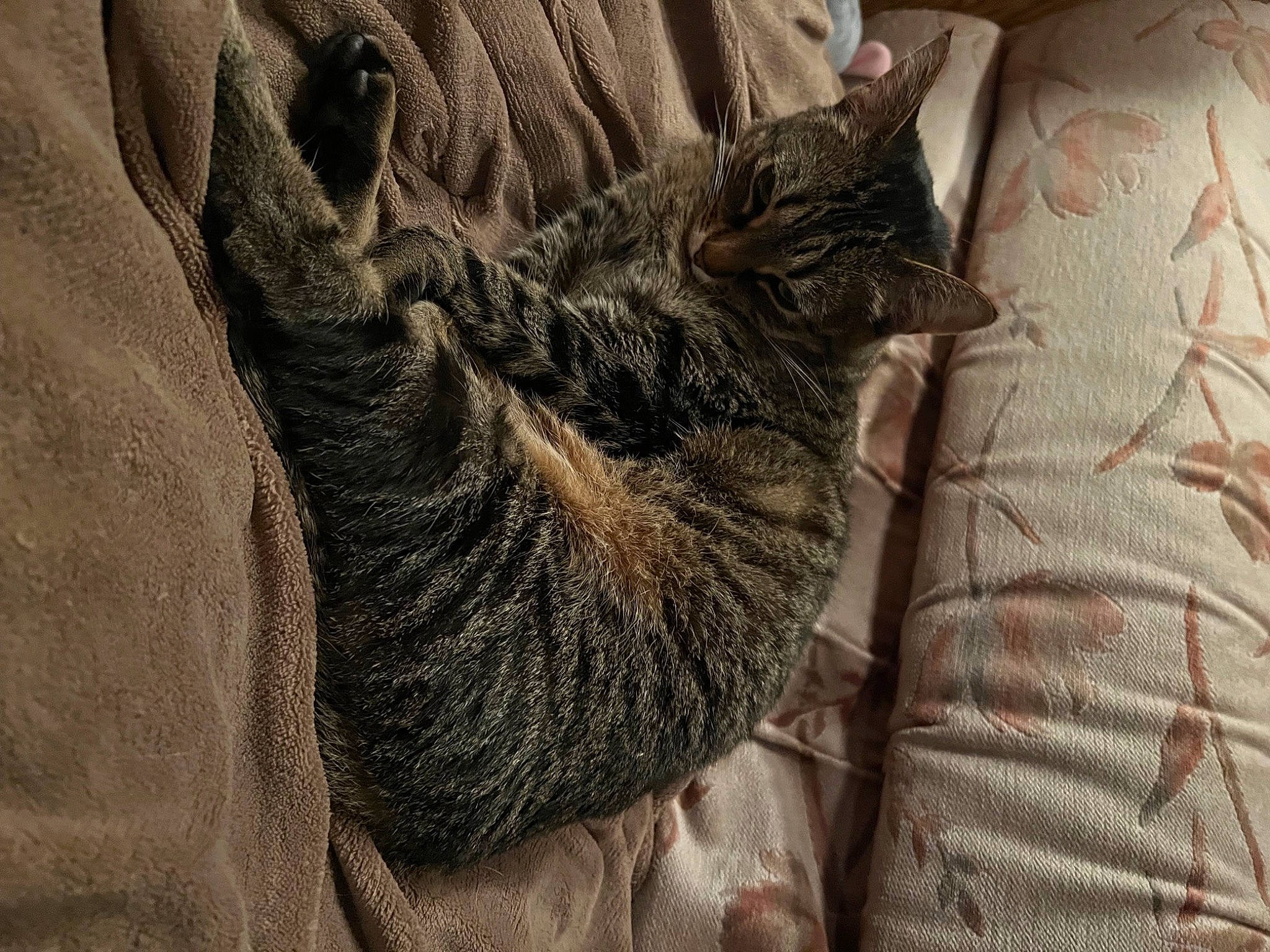 Luna is registered to the contest to win money with this photo: carnivore, cat, claw, comfort, domestic_short_haired_cat, felidae, fur, grey, human_leg, linens, military_camouflage, pattern, paw, small_to_medium_sized_cats, snout, tail, terrestrial_animal, whiskers, wood