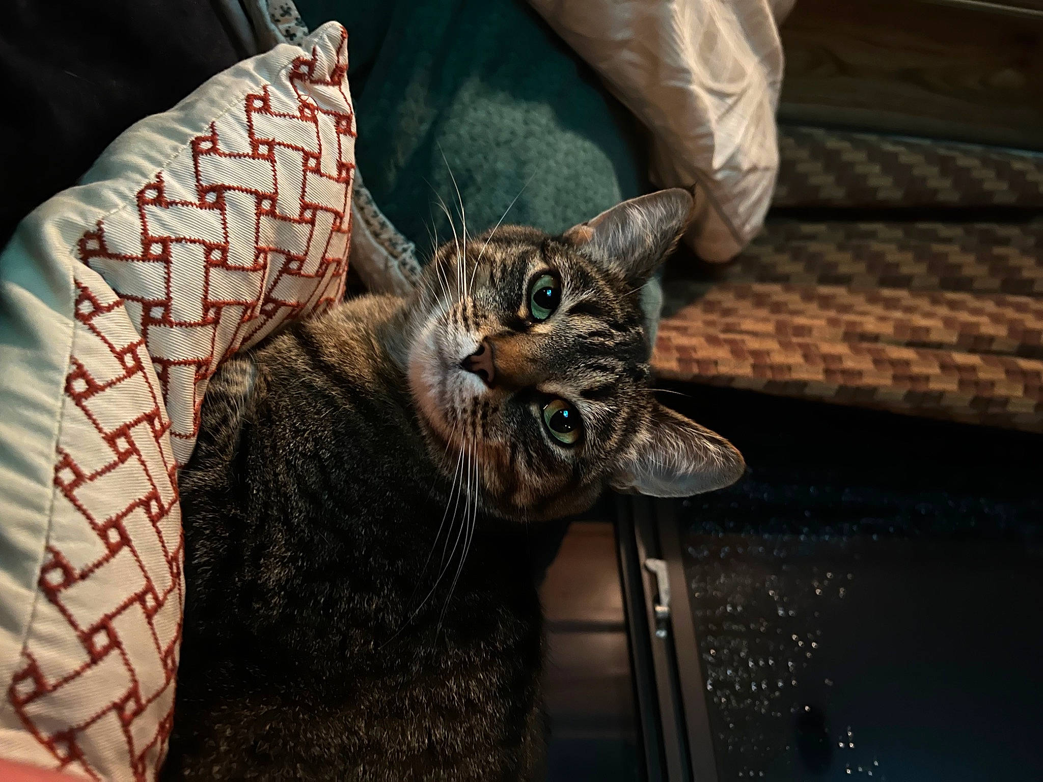 Luna joined the competition — help win amazing prizes! automotive_tire, canidae, carnivore, cat, claw, comfort, couch, domestic_short_haired_cat, felidae, fur, grey, human_leg, metal, sitting, small_to_medium_sized_cats, snout, tail, terrestrial_animal, whiskers, wood