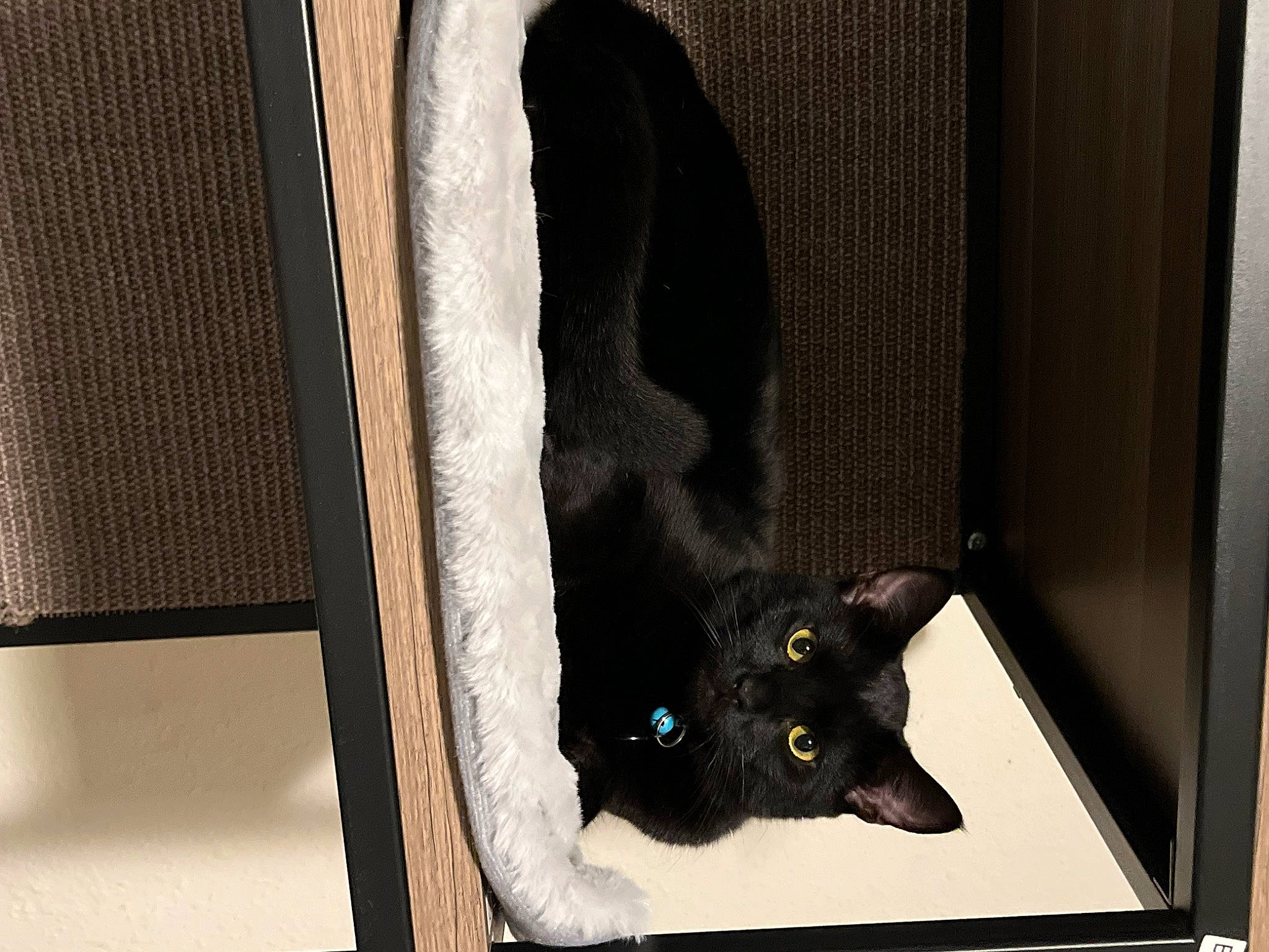 Hiccup joined the competition — help win amazing prizes! audio_equipment, black_cat, bombay, carnivore, cat, cat_supply, chair, claw, comfort, curtain, domestic_short_haired_cat, felidae, fur, room, sitting, small_to_medium_sized_cats, snout, tail, whiskers, window