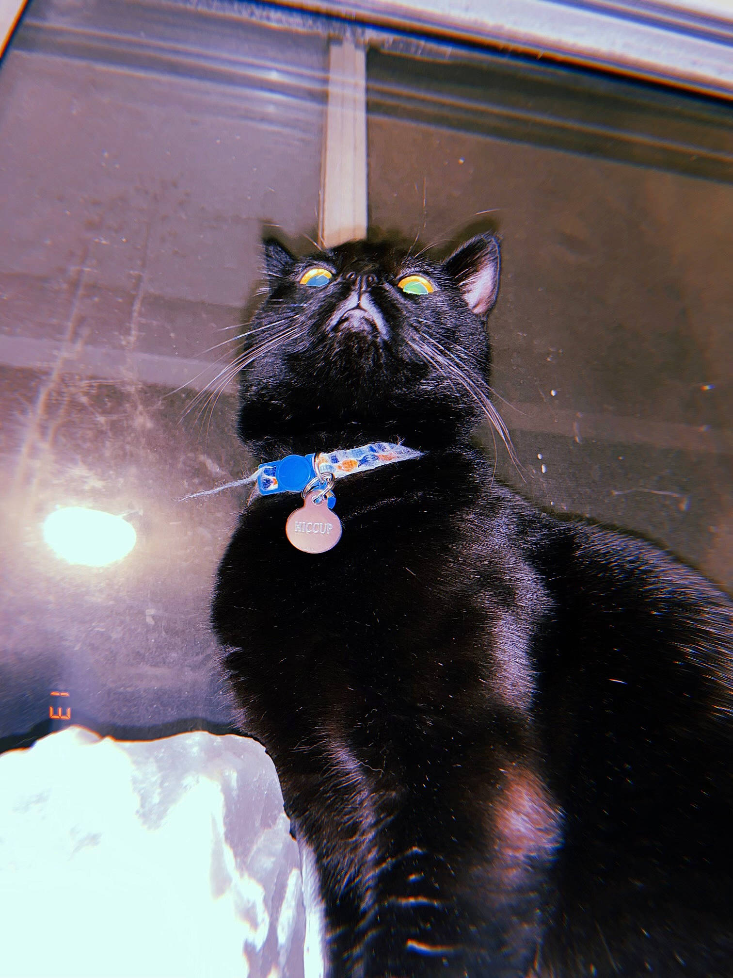 Hiccup joined the competition — help win amazing prizes! black_cat, carnivore, cat, collar, dog_breed, domestic_short_haired_cat, electric_blue, felidae, fur, glass, shadow, small_to_medium_sized_cats, snout, sporting_group, tail, terrestrial_animal, tints_and_shades, whiskers, window, winter