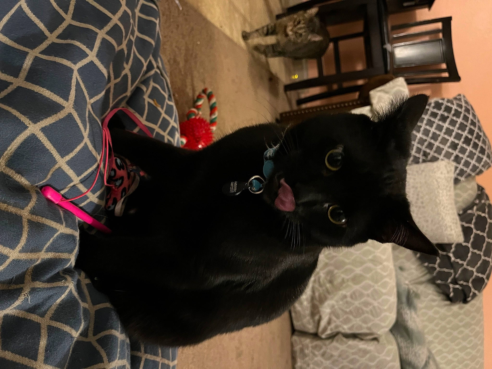 Hiccup joined the competition — help win amazing prizes! black_cat, bombay, carmine, carnivore, cat, comfort, dog_breed, domestic_short_haired_cat, felidae, fur, grey, pattern, plaid, room, small_to_medium_sized_cats, snout, tail, tartan, terrestrial_animal, whiskers