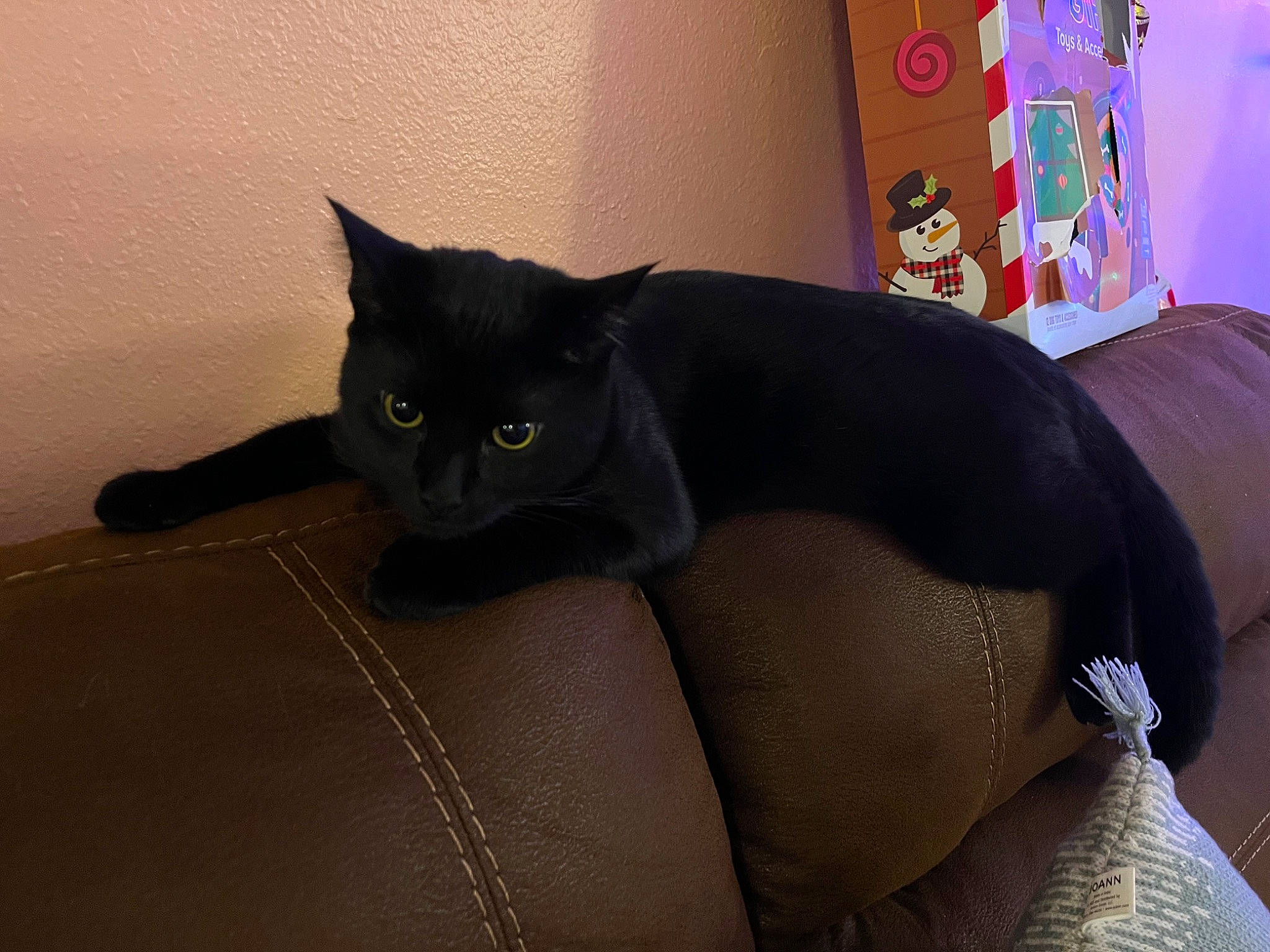 Hiccup is registered to the contest to win money with this photo: black_cat, bombay, carnivore, cat, comfort, domestic_short_haired_cat, felidae, fur, grey, room, small_to_medium_sized_cats, snout, tail, terrestrial_animal, whiskers, window