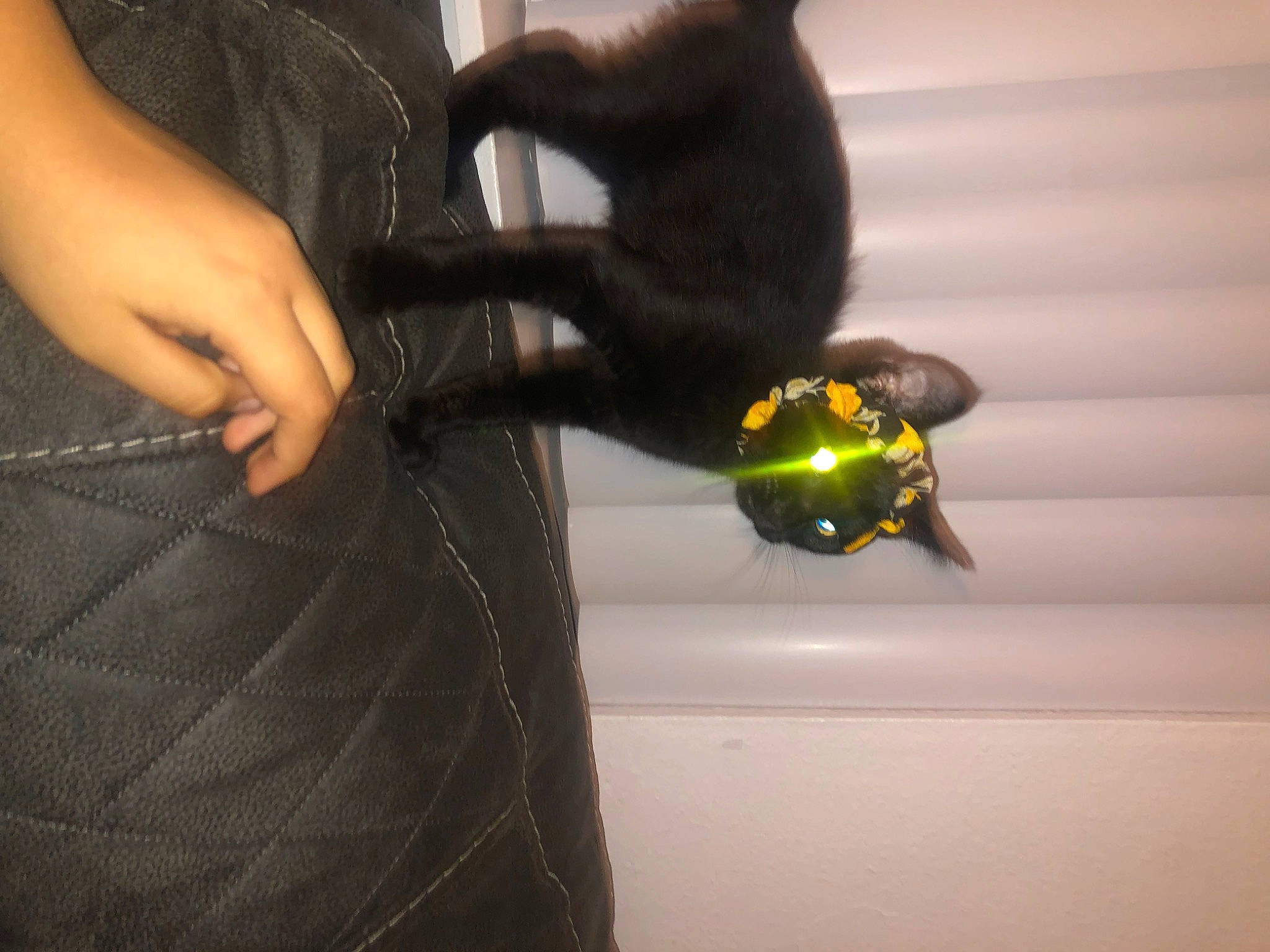 Hiccup joined the competition — help win amazing prizes! abdomen, audio_equipment, elbow, fashion_accessory, gadget, gesture, glove, hand, human_leg, jewellery, nail, parrot, personal_protective_equipment, sitting, sleeve, stuffed_toy, thumb, toy, waist, wrist