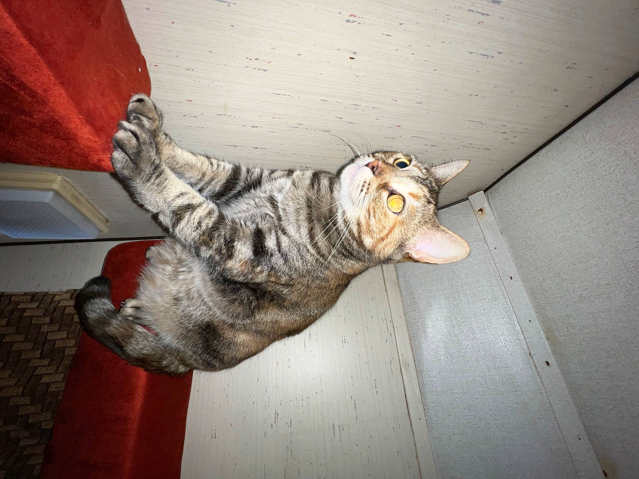 Phoebe is registered to the contest to win money with this photo: canidae, carnivore, cat, ceiling, domestic_short_haired_cat, felidae, flooring, fur, gesture, human_leg, paw, safety_glove, small_to_medium_sized_cats, sporting_group, tail, whiskers, wood