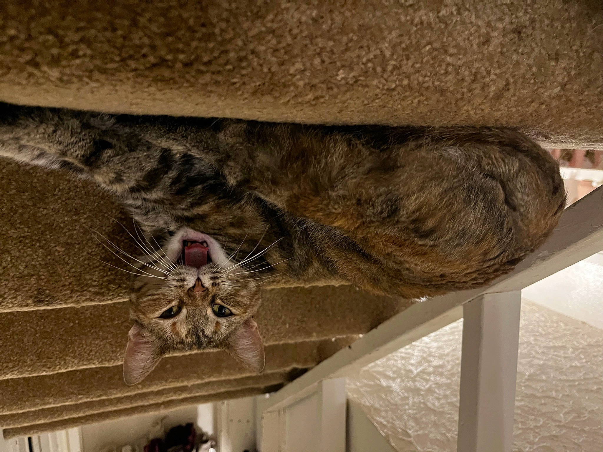 Phoebe is registered to the contest to win money with this photo: big_cats, carnivore, cat, domestic_short_haired_cat, felidae, fur, hide, jaguar, leopard, military_camouflage, pattern, reptile, small_to_medium_sized_cats, snout, snow_leopard, tail, terrestrial_animal, whiskers, wildlife, wood