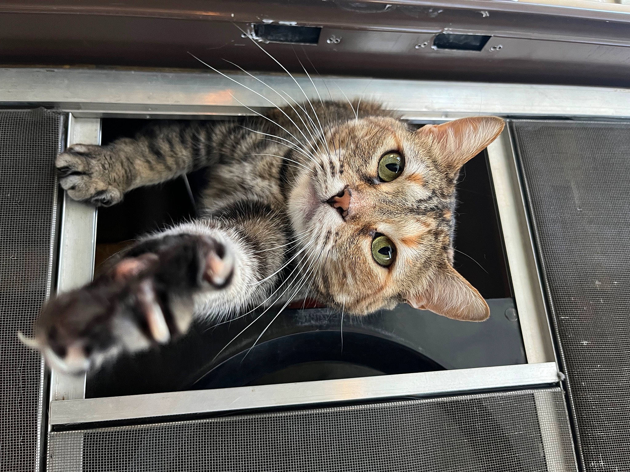 Phoebe is registered to the contest to win money with this photo: carnivore, cat, claw, comfort, computer, computer_keyboard, domestic_short_haired_cat, felidae, fur, laptop, mammal, output_device, paw, personal_computer, rectangle, small_to_medium_sized_cats, snout, tail, vertebrate, whiskers