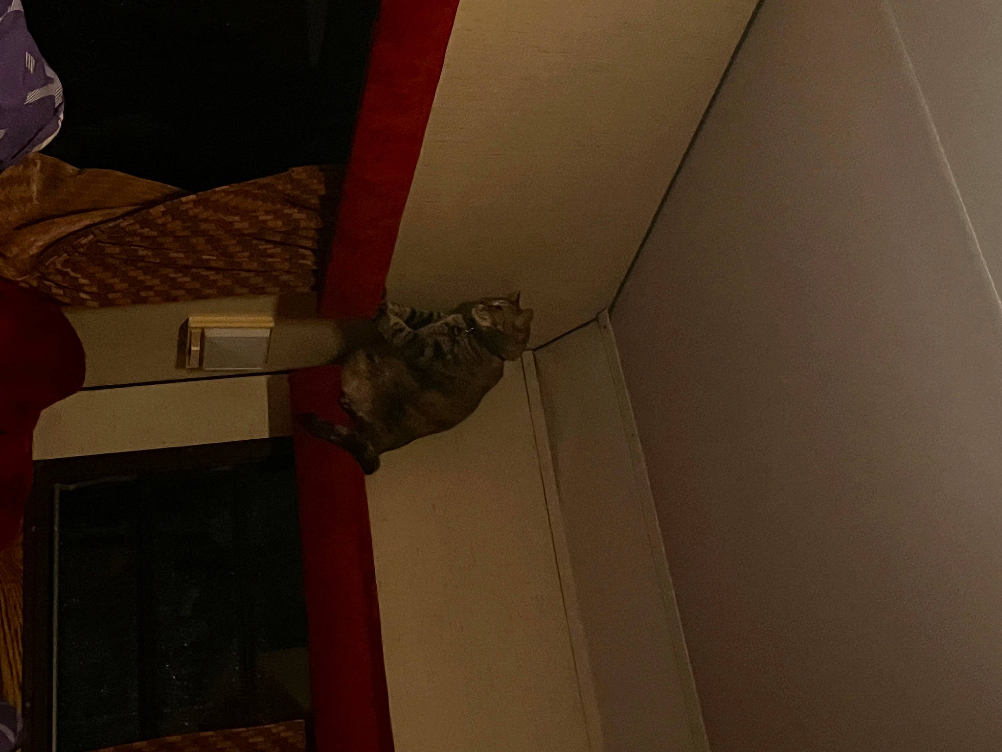 Phoebe joined the competition — help win amazing prizes! brown, carmine, ceiling, door, door_handle, electrical_wiring, flooring, hardwood, home_door, material_property, molding, pattern, plaster, plywood, room, visual_arts, wood, wood_stain