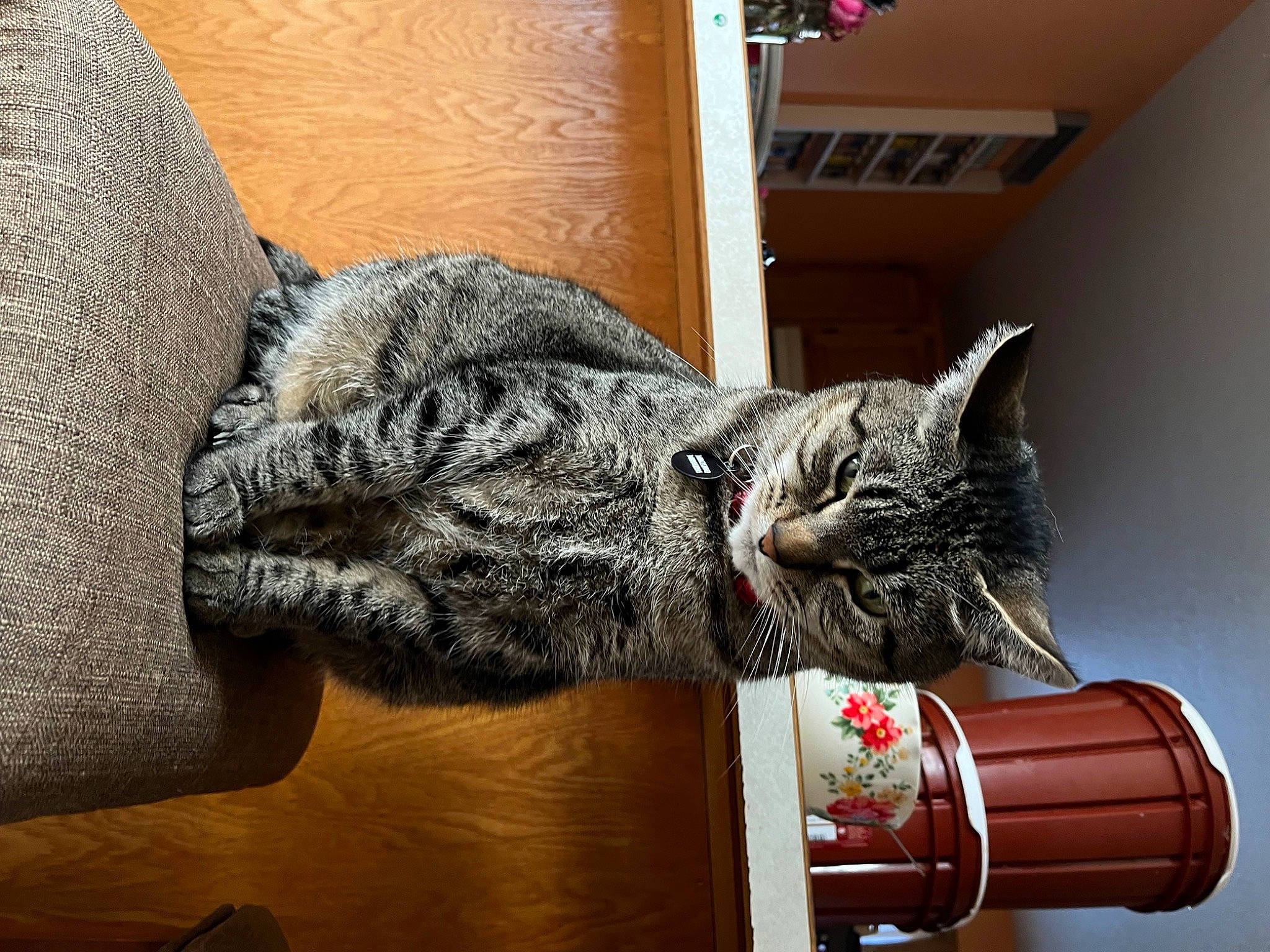 Bella joined the competition — help win amazing prizes! carmine, carnivore, cat, claw, comfort, domestic_short_haired_cat, felidae, fur, grey, room, small_to_medium_sized_cats, tail, whiskers, wood