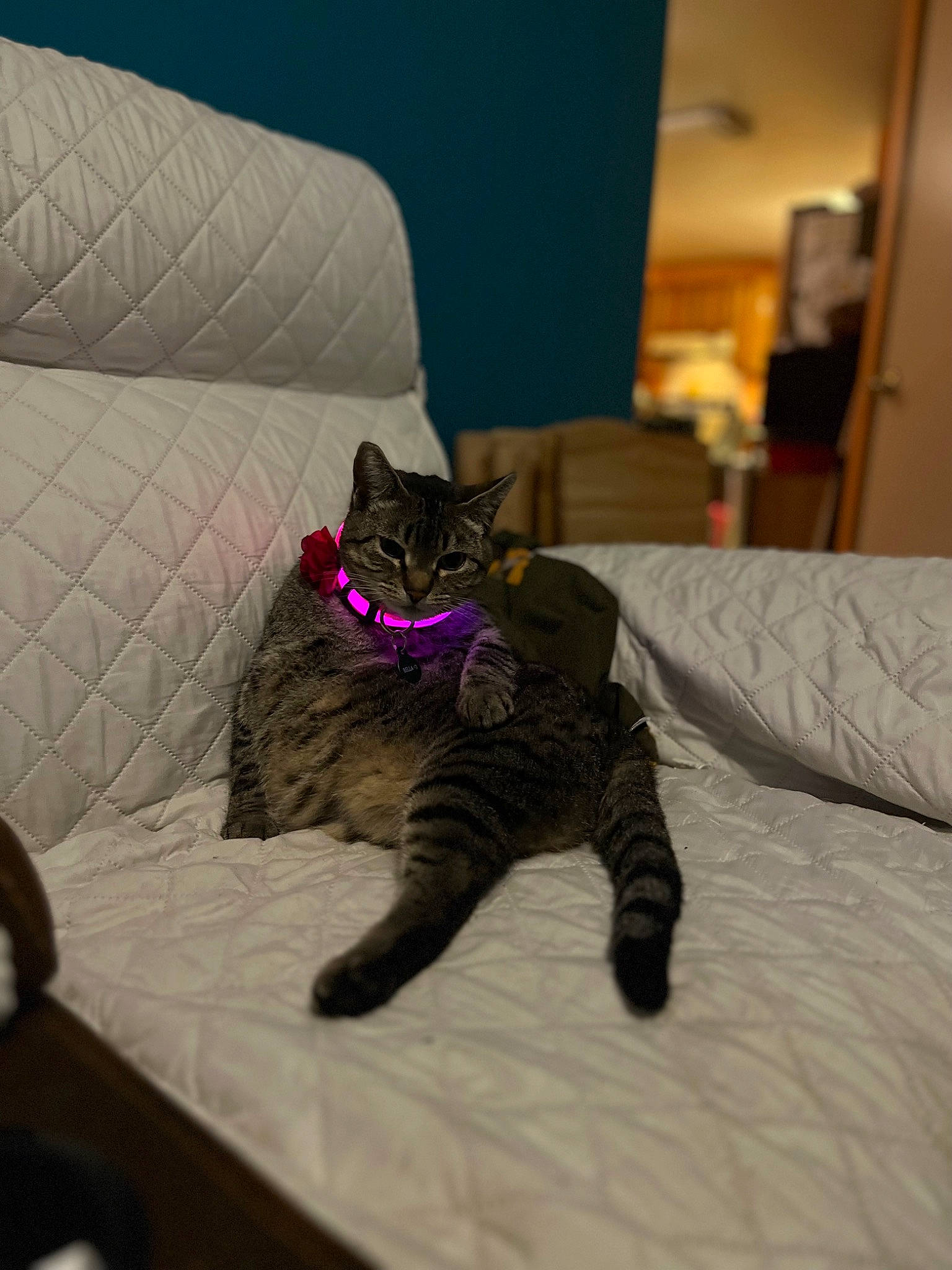 Bella is registered to the contest to win money with this photo: bed, bedding, bedroom, black_cat, carnivore, cat, comfort, domestic_short_haired_cat, felidae, fur, furniture, grey, hardwood, linens, pillow, plant, purple, small_to_medium_sized_cats, tail, whiskers