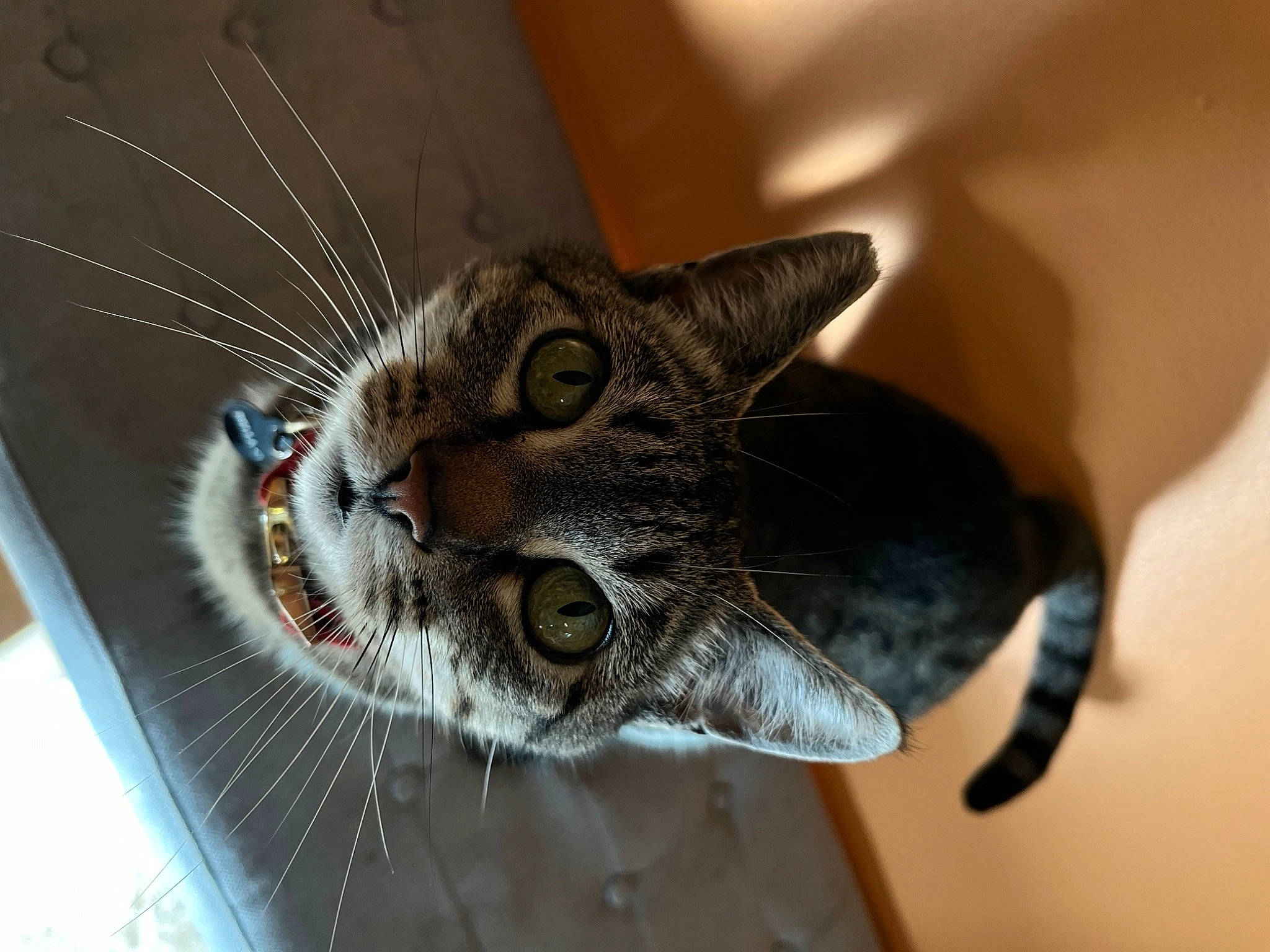 Bella joined the competition — help win amazing prizes! carnivore, cat, claw, comfort, domestic_short_haired_cat, ear, felidae, fur, paw, small_to_medium_sized_cats, snout, tail, terrestrial_animal, whiskers, window