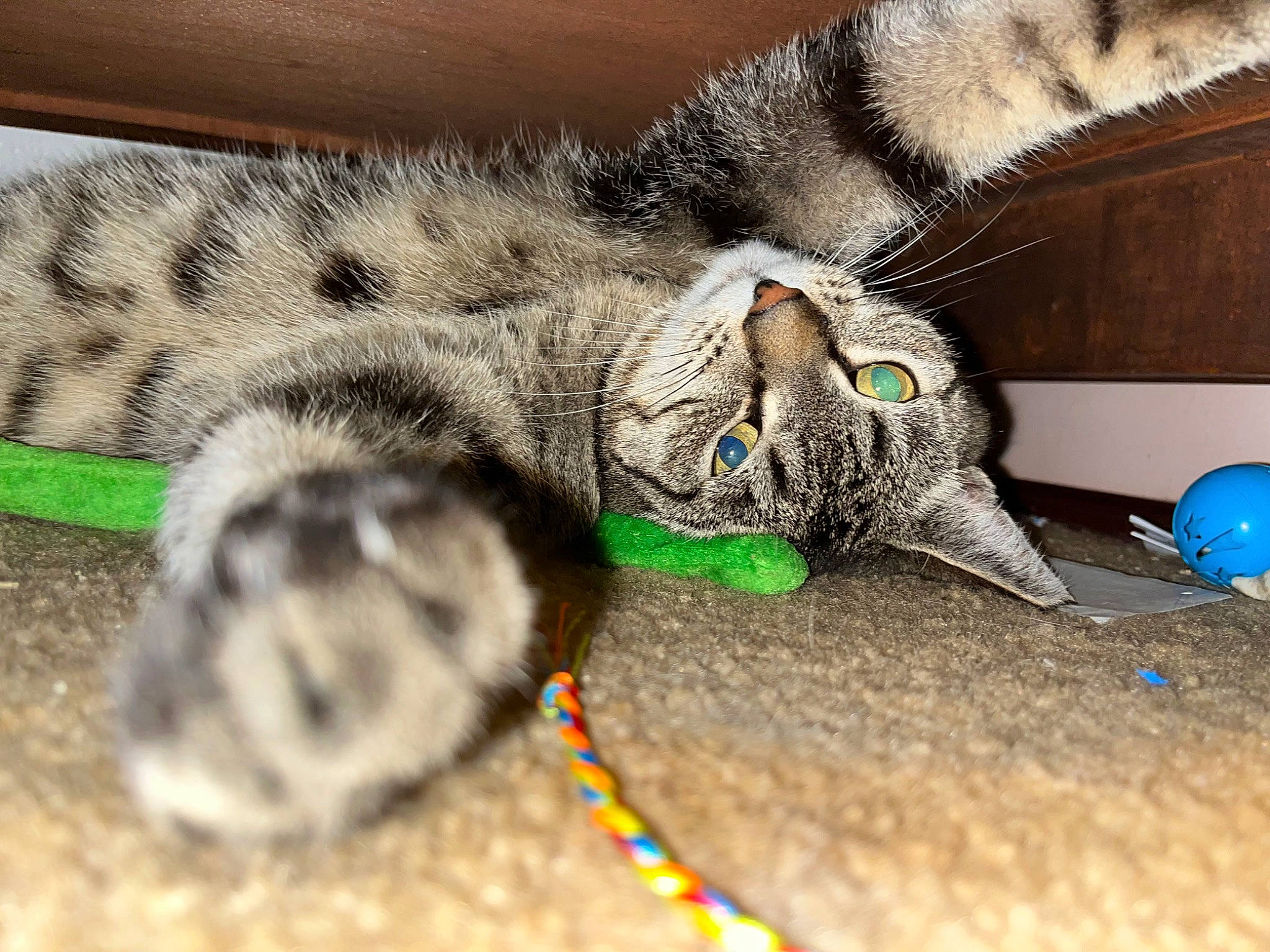 Bella is registered to the contest to win money with this photo: carnivore, cat, cat_toy, claw, close_up, comfort, domestic_short_haired_cat, eye, fashion_accessory, felidae, foot, fur, macro_photography, paw, small_to_medium_sized_cats, snout, tail, terrestrial_animal, whiskers, wildlife