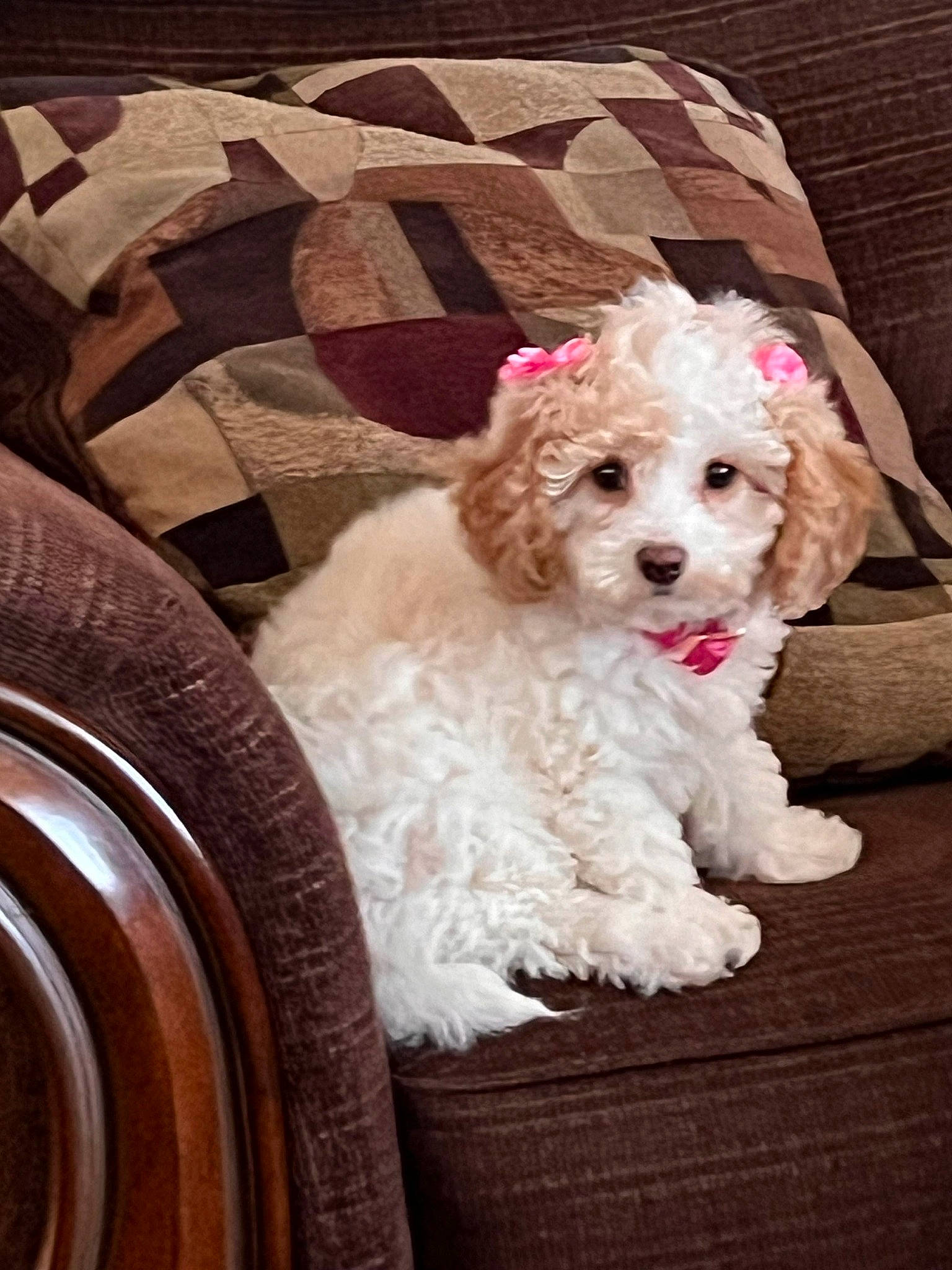Sweetpea is registered to the contest to win money with this photo: automotive_tire, carnivore, chair, companion_dog, dog, dog_breed, dog_collar, fur, labradoodle, maltepoo, non_sporting_group, pattern, pet_supply, poodle, small_terrier, sporting_group, terrier, toy_dog, water_dog, wood