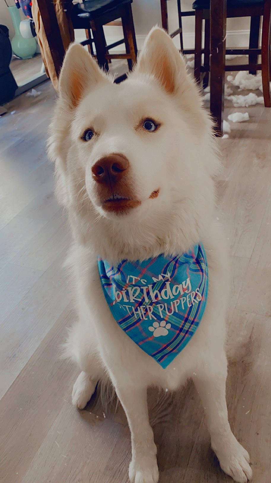 Bear joined the competition — help win amazing prizes! canidae, canis, carnivore, collar, companion_dog, dog, dog_breed, dog_supply, electric_blue, fawn, flooring, fur, pet_supply, snout, spitz, sporting_group, volpino_italiano, white, working_animal, working_dog