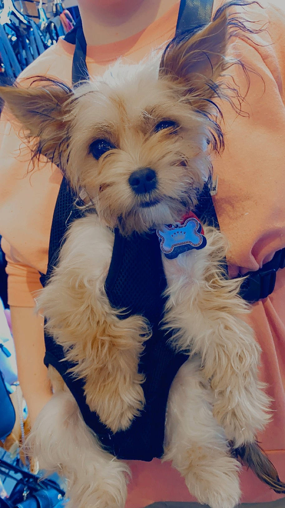 Vanna Belle is registered to the contest to win money with this photo: blue, canidae, carnivore, collar, companion_dog, dog, dog_breed, dog_clothes, dog_collar, dog_supply, ear, electric_blue, fashion_accessory, fawn, leash, small_terrier, snout, sporting_group, toy_dog, working_animal