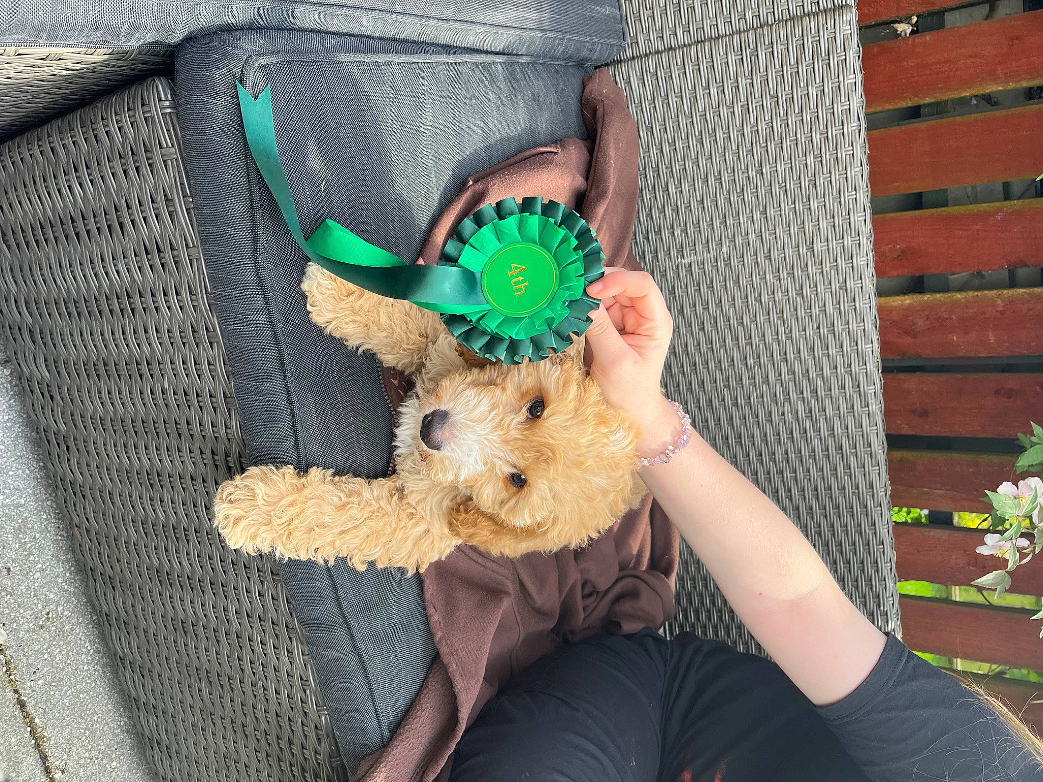 Billie Joe is registered to the contest to win money with this photo: brick, brickwork, button, carnivore, companion_dog, dog, dog_breed, fashion_accessory, fur, grass, hat, pattern, plant, sporting_group, stuffed_toy, sun_hat, sunglasses, toy, toy_dog, wrist