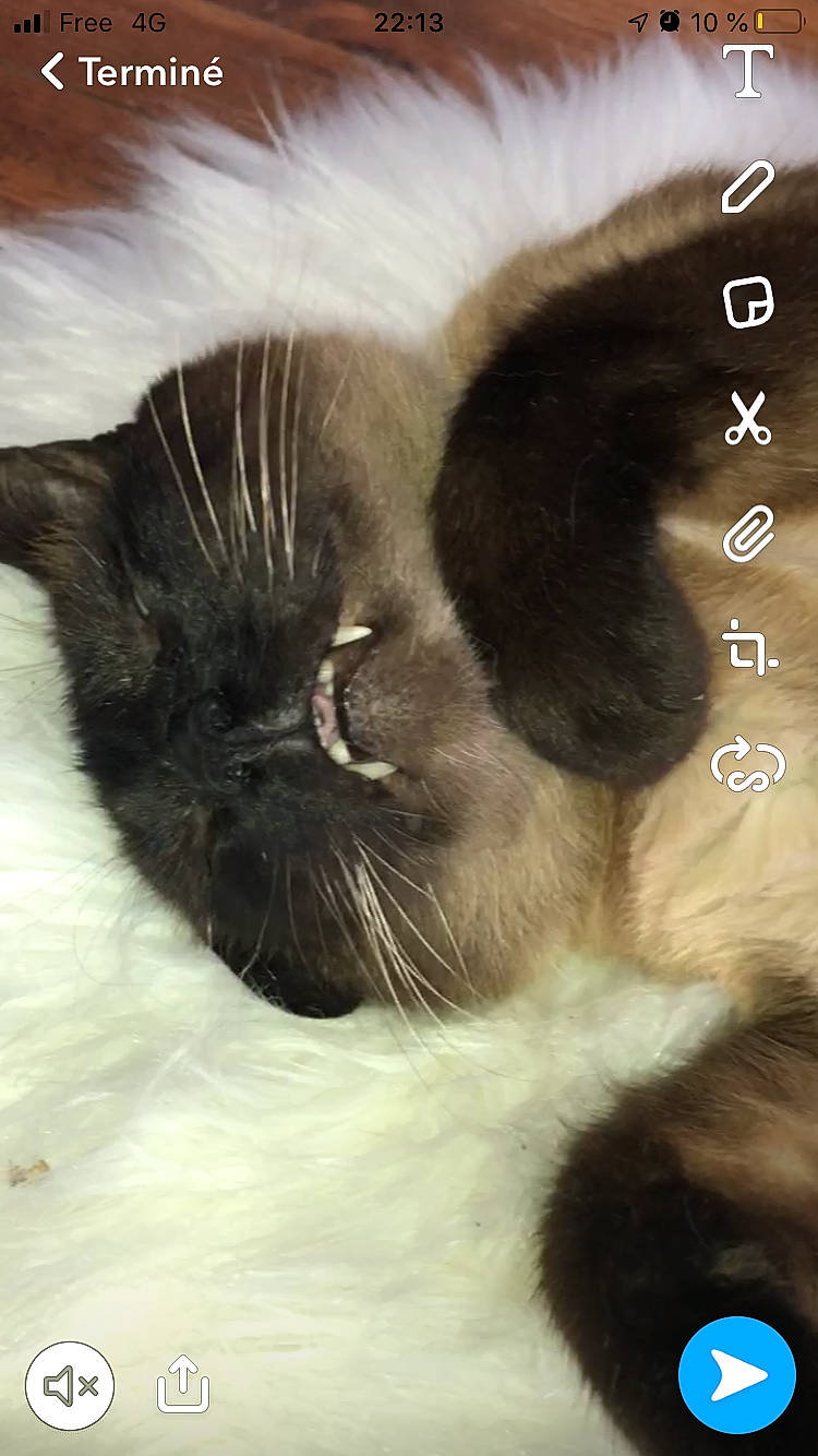 Cooky participe au concours pour gagner de l'argent avec cette photo : birman, black_cat, carnivore, cat, ear, felidae, fur, kitten, mammal, norwegian_forest_cat, photo_caption, small_to_medium_sized_cats, snout, whiskers