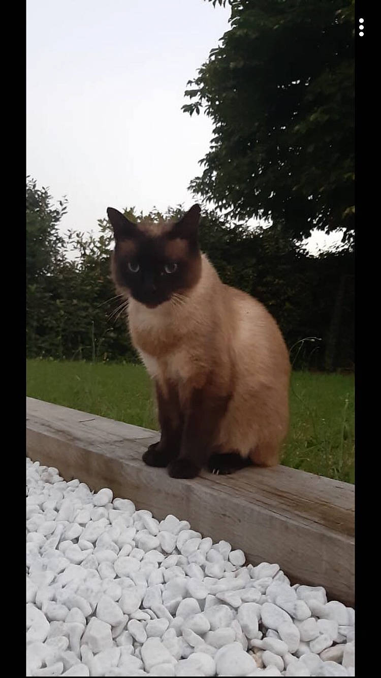 Cooky participe au concours pour gagner de l'argent avec cette photo : asian, balinese, birman, burmese, carnivore, cat, fawn, felidae, himalayan, mammal, ragdoll, siamese, small_to_medium_sized_cats, snowshoe, tail, thai, tonkinese, vertebrate, whiskers