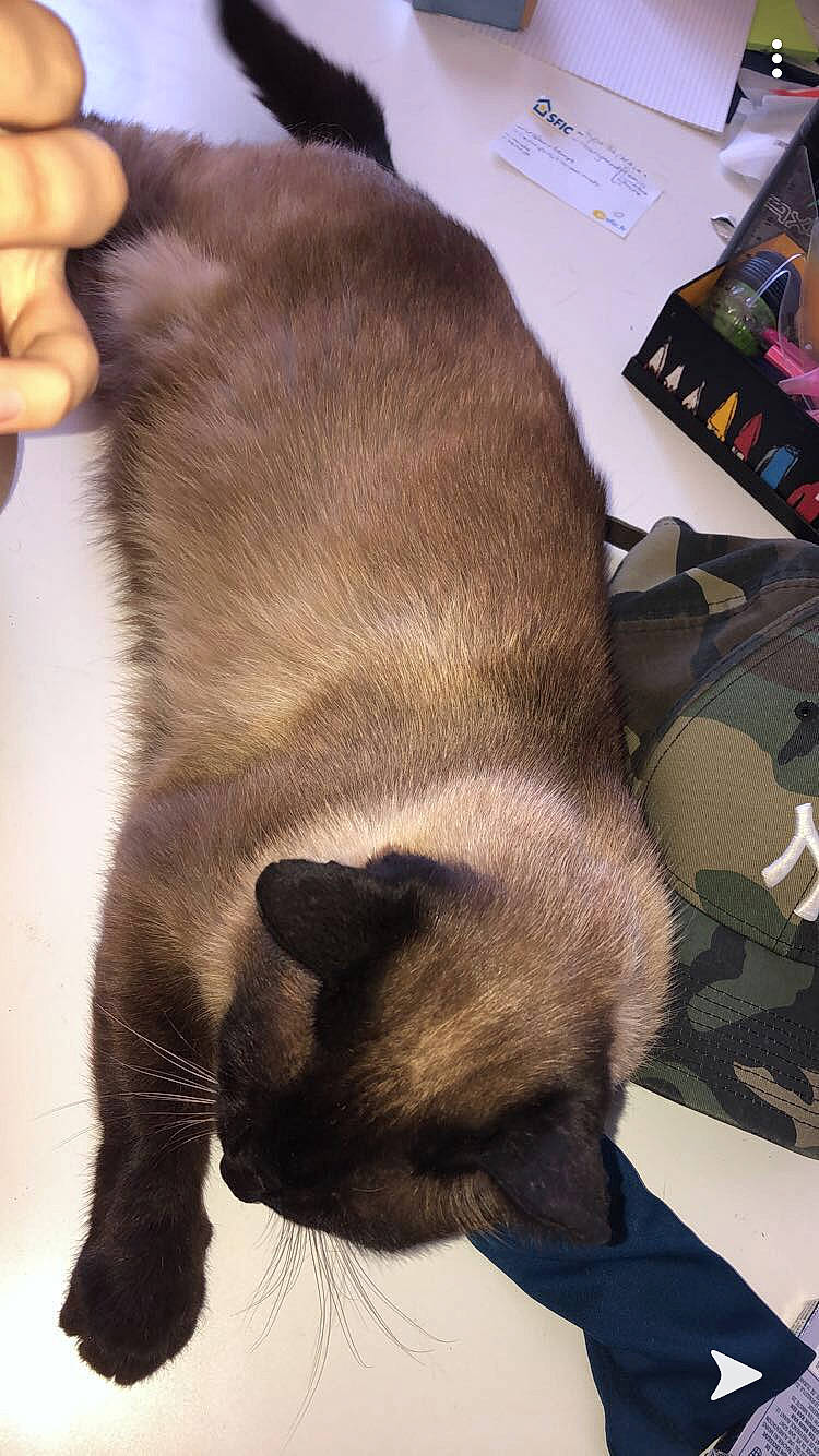 Cooky a rejoint le concours — aidez-le/la à gagner de superbes lots ! burmese, canidae, carnivore, cat, dog_breed, fawn, felidae, mammal, puppy, siamese, small_to_medium_sized_cats, snout, thai, tonkinese, vertebrate, whiskers