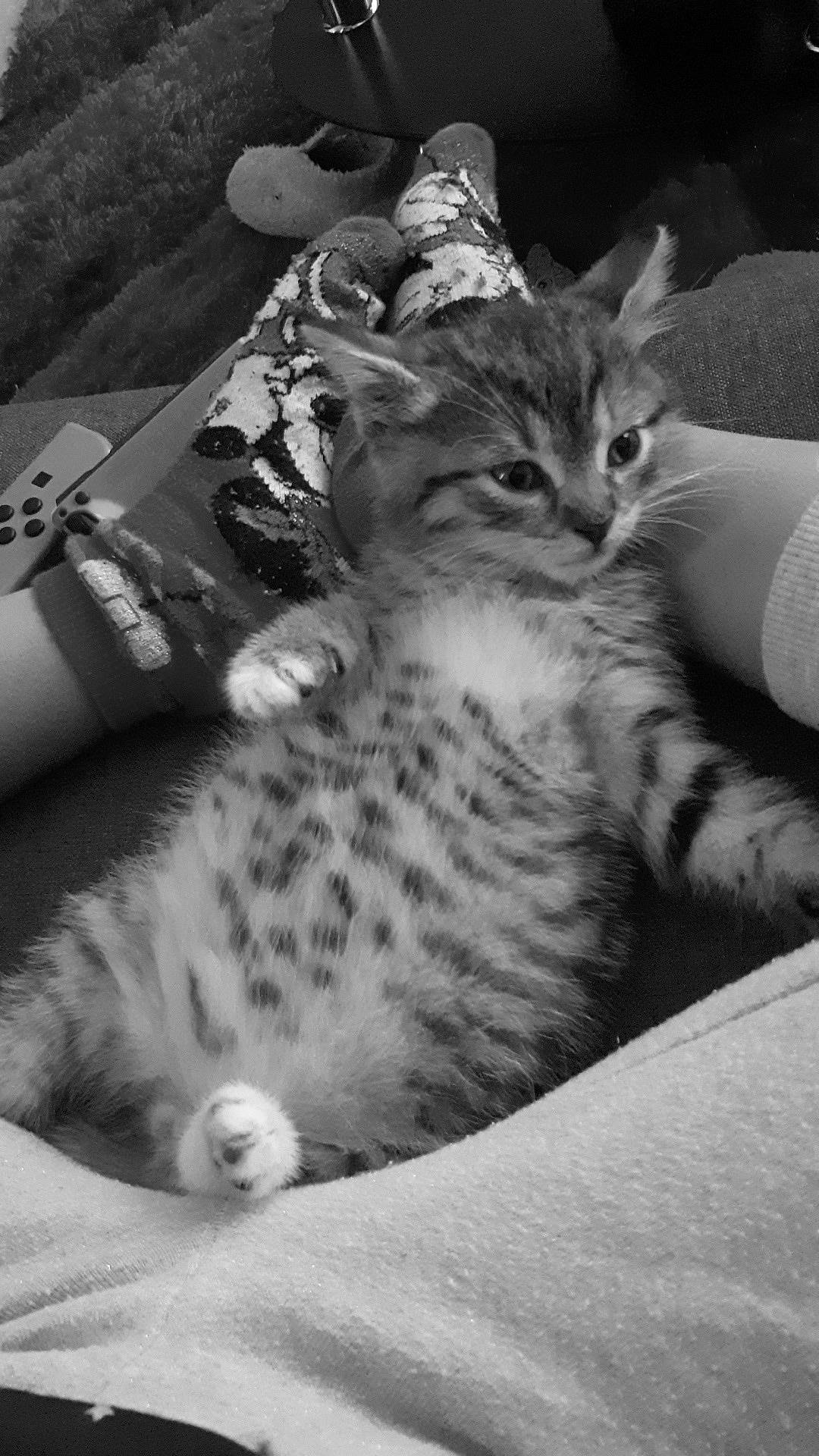 Miou participe au concours pour gagner de l'argent avec cette photo : aegean_cat, american_shorthair, american_wirehair, asian, australian_mist, black_and_white, california_spangled, carnivore, cat, domestic_short_haired_cat, dragon_li, egyptian_mau, european_shorthair, felidae, kitten, mammal, small_to_medium_sized_cats, tabby_cat, vertebrate, whiskers