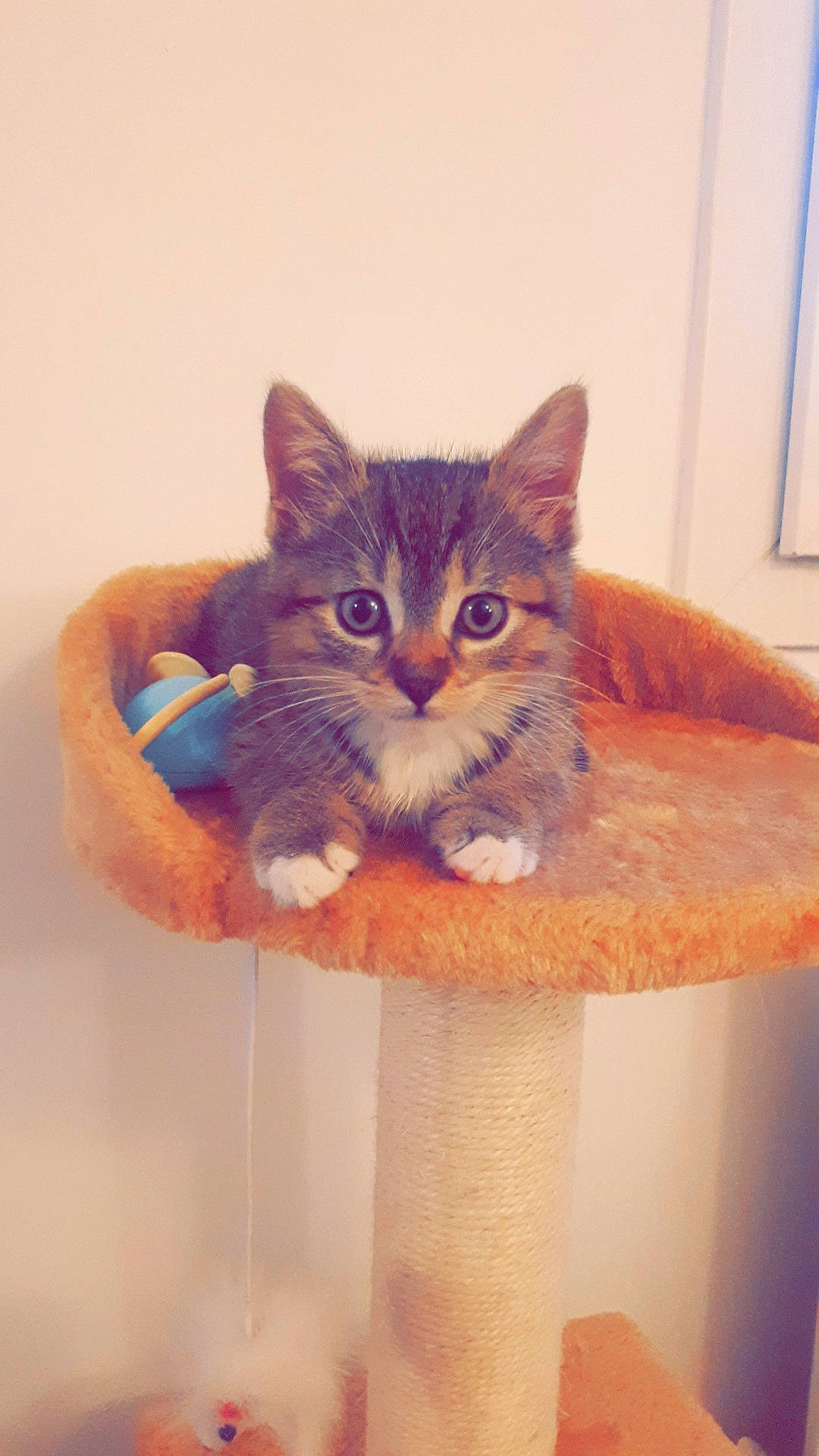 Miou participe au concours pour gagner de l'argent avec cette photo : aegean_cat, asian, carnivore, cat, domestic_short_haired_cat, dragon_li, european_shorthair, fawn, felidae, kitten, mammal, ojos_azules, polydactyl_cat, small_to_medium_sized_cats, tabby_cat, tail, whiskers