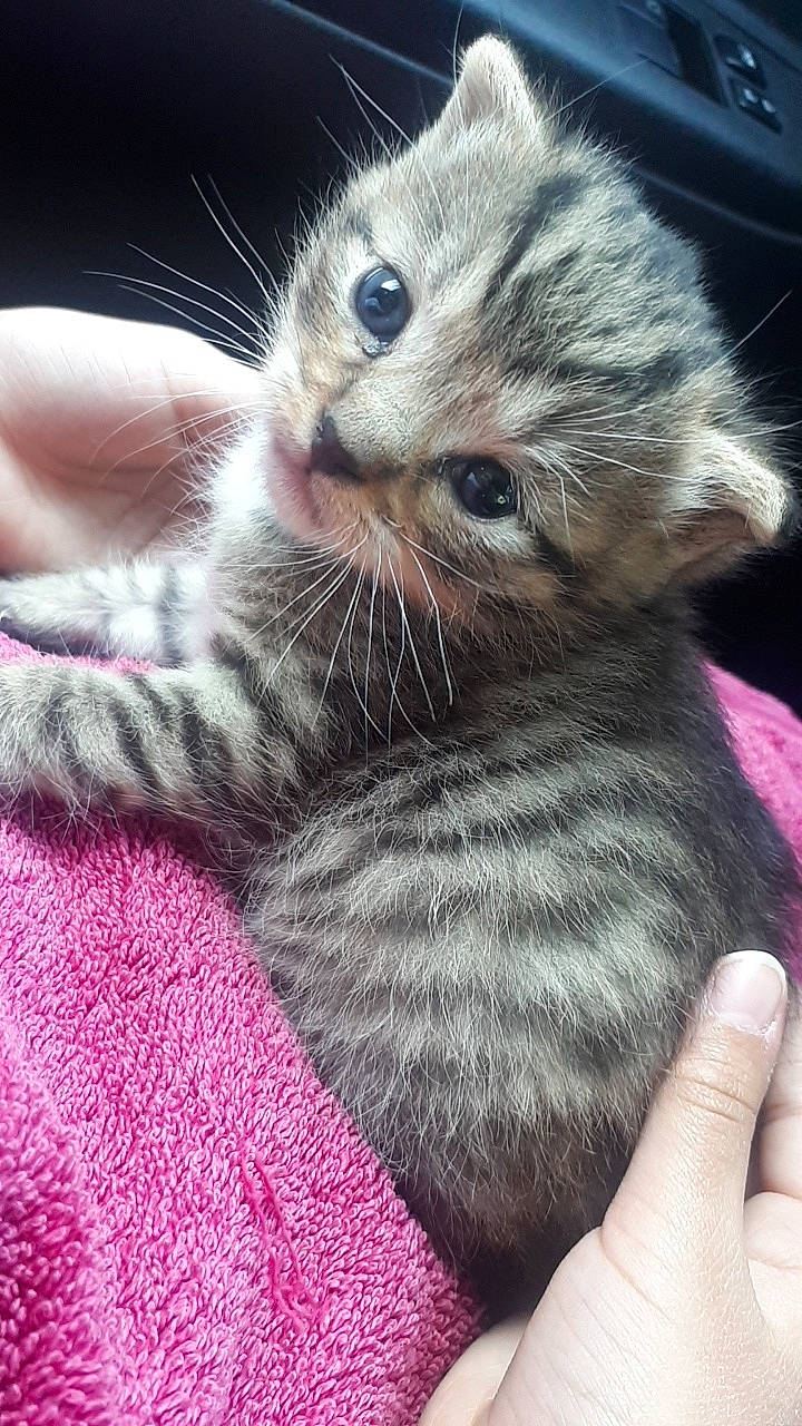 Miou a rejoint le concours — aidez-le/la à gagner de superbes lots ! american_shorthair, asian, carnivore, cat, domestic_short_haired_cat, dragon_li, egyptian_mau, european_shorthair, felidae, fur, kitten, mammal, pixie_bob, polydactyl_cat, scottish_fold, small_to_medium_sized_cats, tabby_cat, vertebrate, whiskers