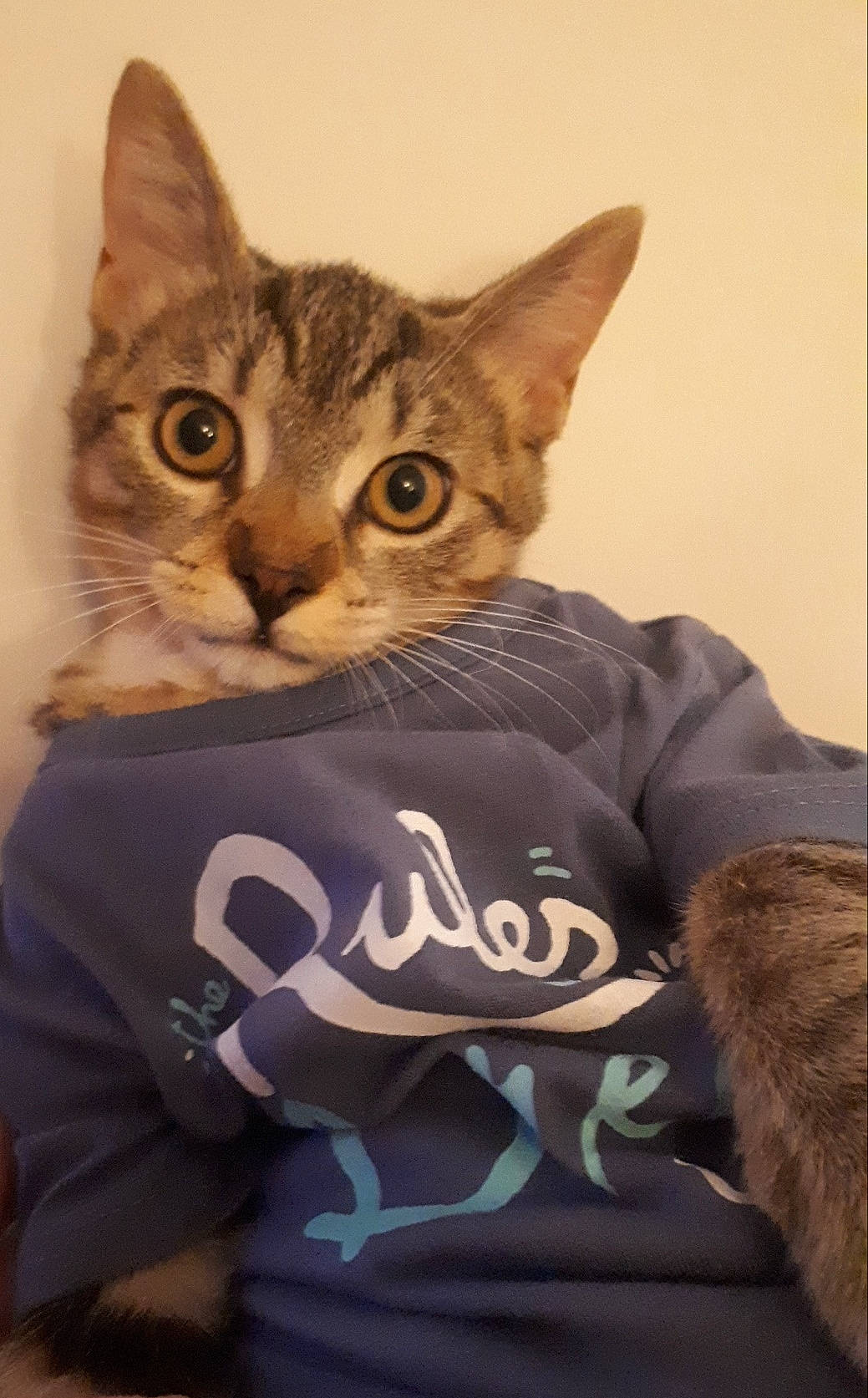 Miou participe au concours pour gagner de l'argent avec cette photo : american_shorthair, american_wirehair, asian, australian_mist, california_spangled, carnivore, cat, chausie, domestic_short_haired_cat, dragon_li, european_shorthair, felidae, german_rex, kitten, mammal, pixie_bob, small_to_medium_sized_cats, tabby_cat, vertebrate, whiskers