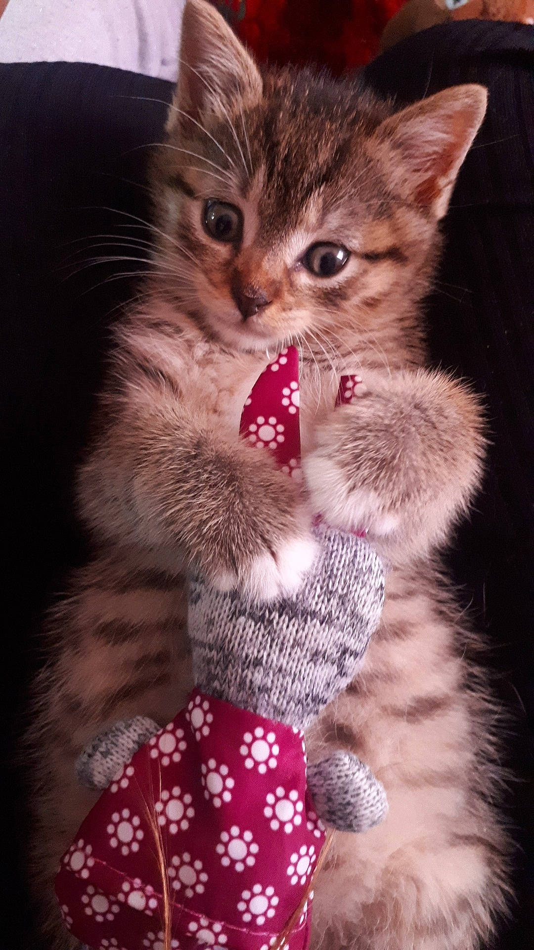 Miou participe au concours pour gagner de l'argent avec cette photo : american_wirehair, asian, british_semi_longhair, california_spangled, carnivore, cat, domestic_short_haired_cat, egyptian_mau, european_shorthair, felidae, fur, kitten, mammal, pixie_bob, polydactyl_cat, siberian, skin, small_to_medium_sized_cats, tabby_cat, whiskers