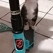 Happy a rejoint le concours — aidez-le/la à gagner de superbes lots ! kitten, cat, scooter, wheel, floor, tile, indoor, pet, curious, small, black_and_white, animal, playful, young, looking_up, toy, home, feline, cute, domestic