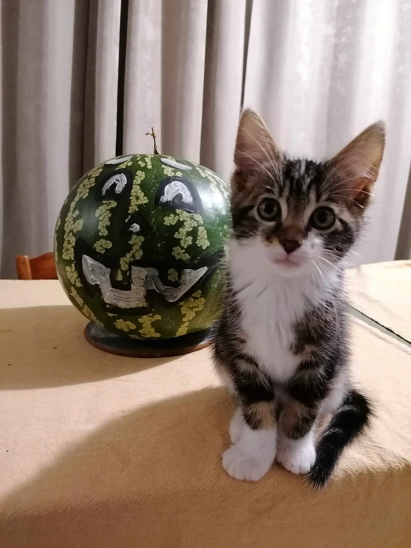 Happy a rejoint le concours — aidez-le/la à gagner de superbes lots ! kitten, cat, watermelon, painted_face, table, curtains, indoor, cute, animal, pet, feline, young, striped, white_paws, black_tail, brown_tabby, playful, face_paint, decor, cozy