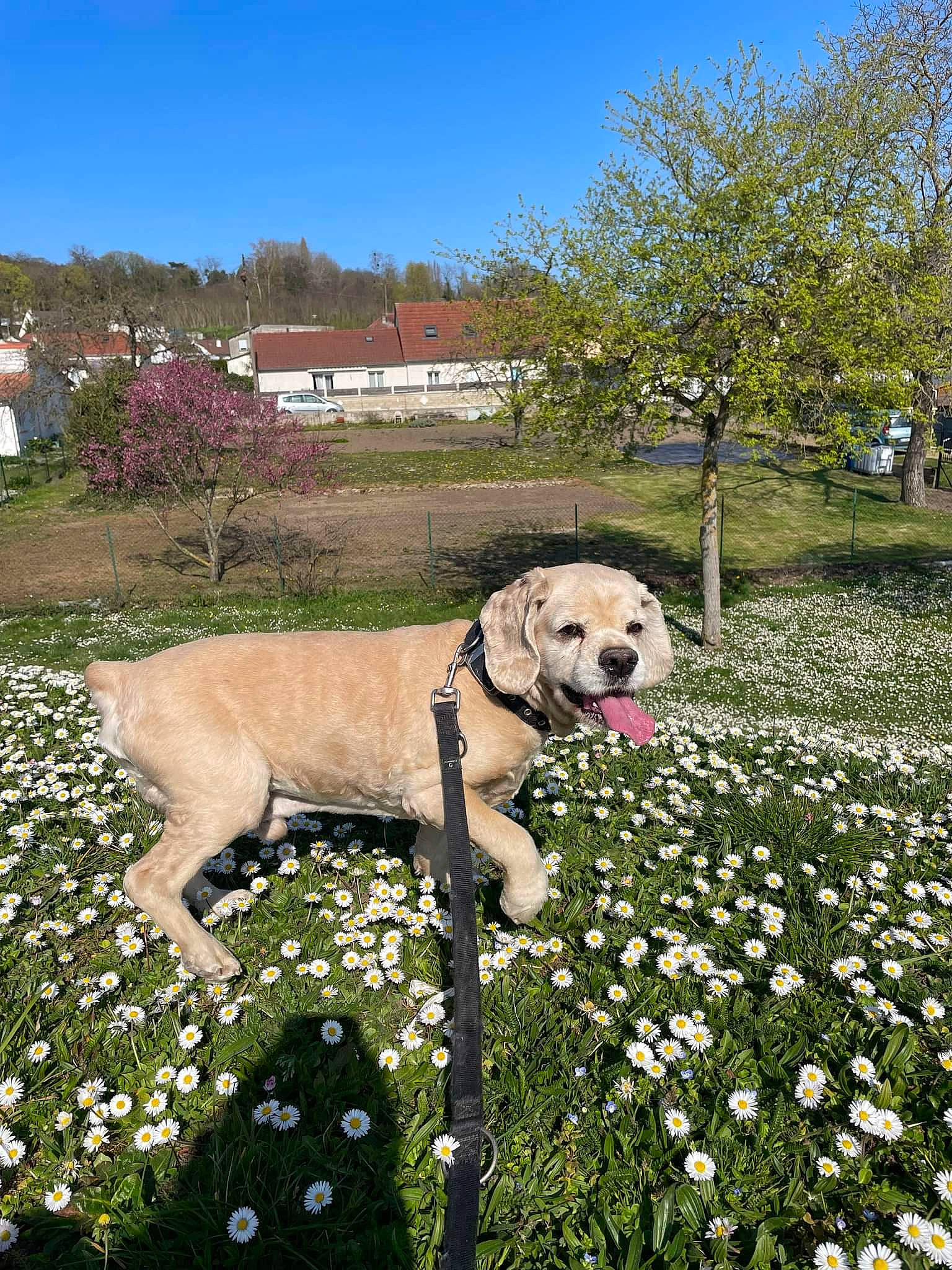 Gadou participe au concours pour gagner de l'argent avec cette photo : building, carnivore, collar, companion_dog, dog, dog_breed, fawn, flower, grass, grassland, groundcover, landscape, lawn, meadow, people_in_nature, plant, shrub, sky, tree, working_animal