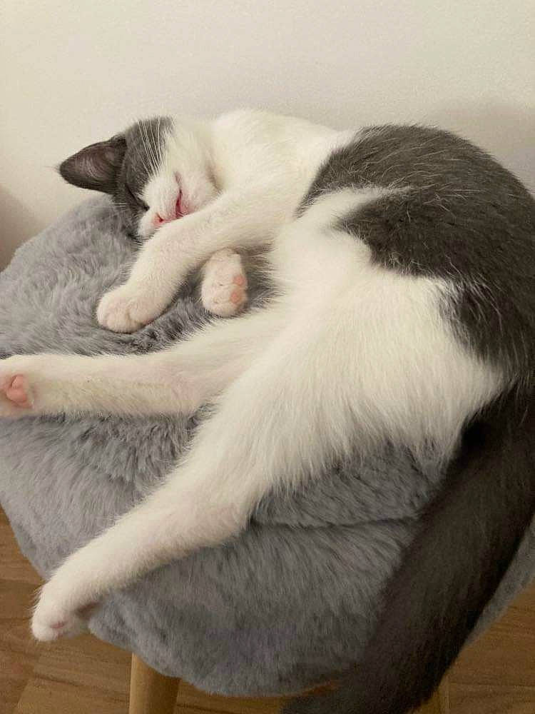 Ruby a rejoint le concours — aidez-le/la à gagner de superbes lots ! carnivore, cat, claw, comfort, domestic_short_haired_cat, felidae, fur, grey, nap, paw, sleep, small_to_medium_sized_cats, tail, whiskers