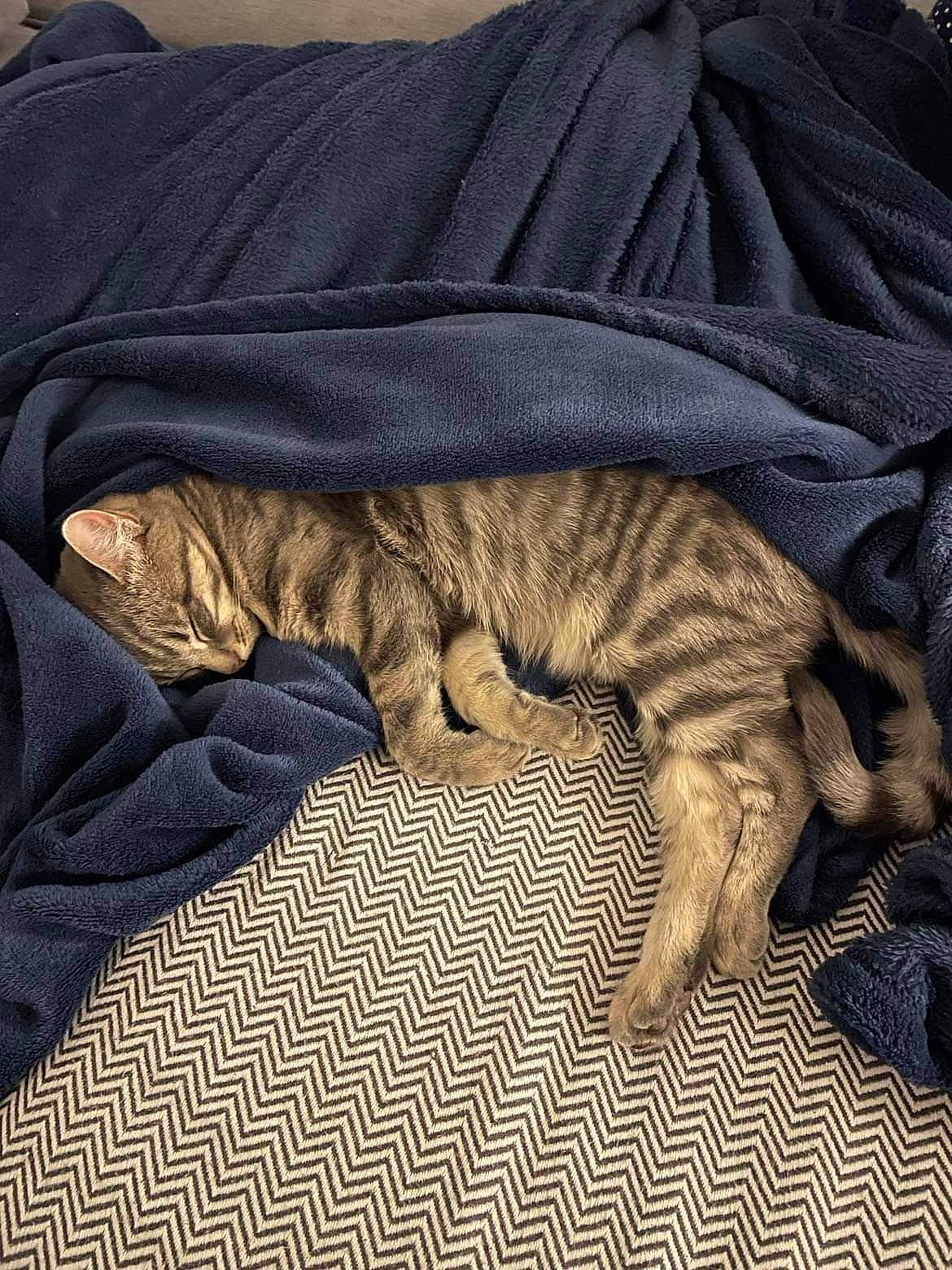 Lyha a rejoint le concours — aidez-le/la à gagner de superbes lots ! bed, bedding, carnivore, cat, comfort, domestic_short_haired_cat, felidae, flooring, fur, grey, linens, mammal, pattern, sleeve, small_to_medium_sized_cats, tail, terrestrial_animal, whiskers, wood, wool