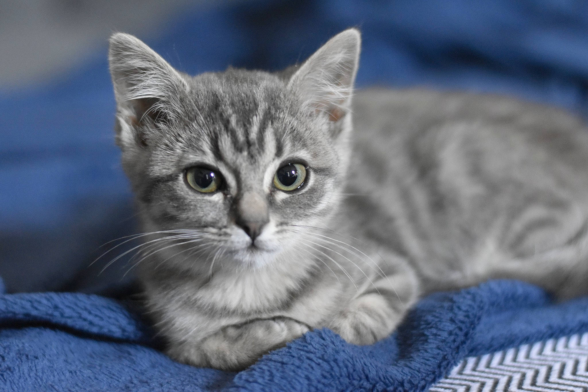 Lyha a rejoint le concours — aidez-le/la à gagner de superbes lots ! carnivore, cat, cat_supply, claw, comfort, domestic_short_haired_cat, felidae, fur, grey, paw, sitting, small_to_medium_sized_cats, snout, terrestrial_animal, whiskers, wildlife