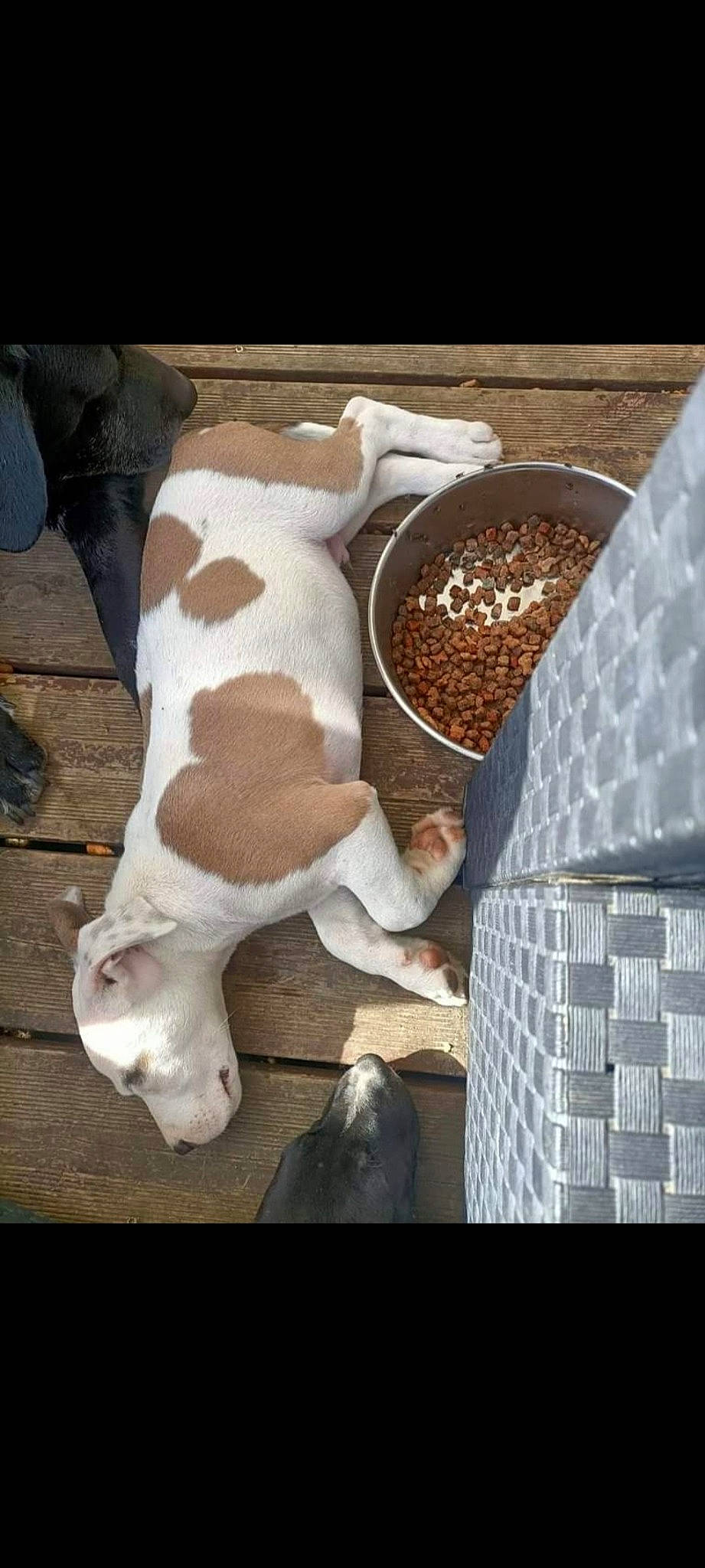 Taho participe au concours pour gagner de l'argent avec cette photo : animal_feed, companion_dog, cuisine, dairy, dog_breed, fawn, food, human_leg, ingredient, livestock, metal, pattern, recipe, soil, tail, terrestrial_animal, wood, working_animal