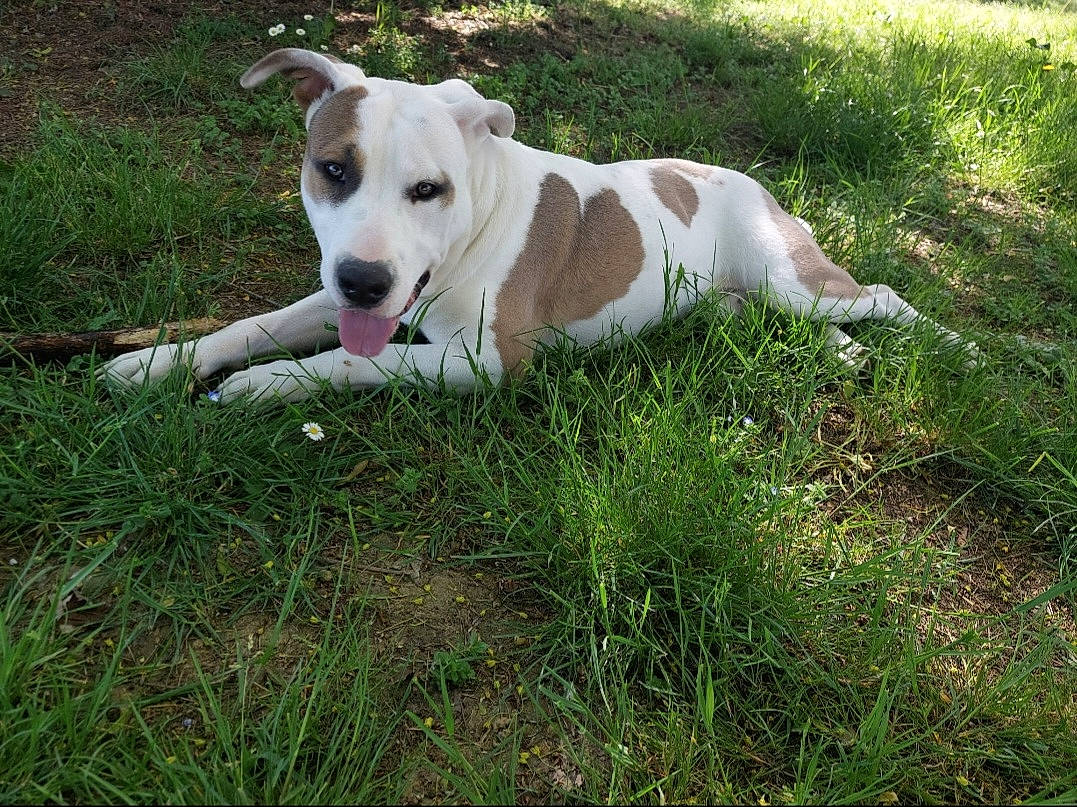 Taho a rejoint le concours — aidez-le/la à gagner de superbes lots ! canidae, carnivore, collar, companion_dog, dog, dog_breed, dogo_guatemalteco, fawn, grass, hunting_dog, non_sporting_group, plant, sedge_family, snout, sporting_group, tail, terrestrial_animal, working_animal, working_dog