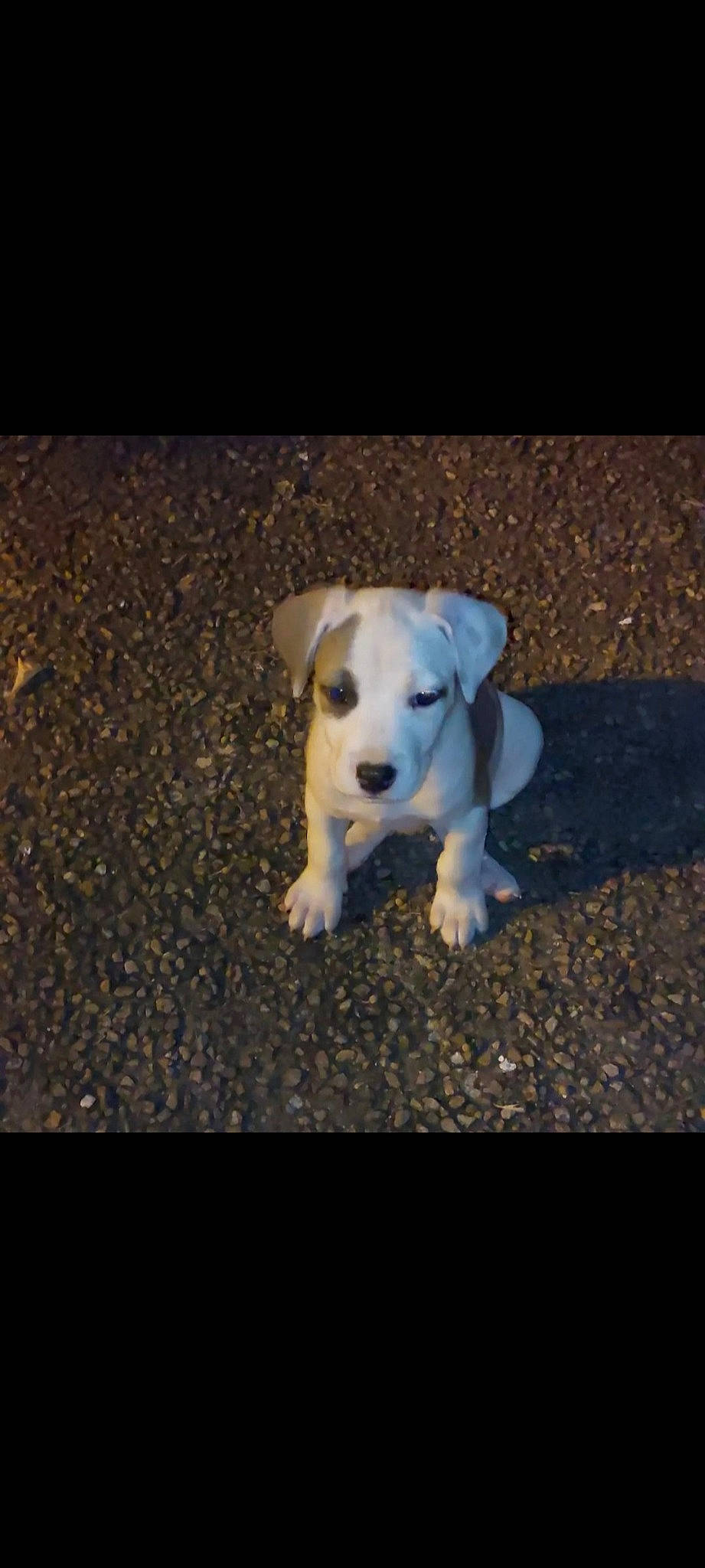 Taho a rejoint le concours — aidez-le/la à gagner de superbes lots ! asphalt, canidae, carnivore, companion_dog, darkness, dog, dog_breed, fawn, flash_photography, flooring, night, paw, road_surface, shadow, soil, sporting_group, tail, toy, toy_dog, working_animal