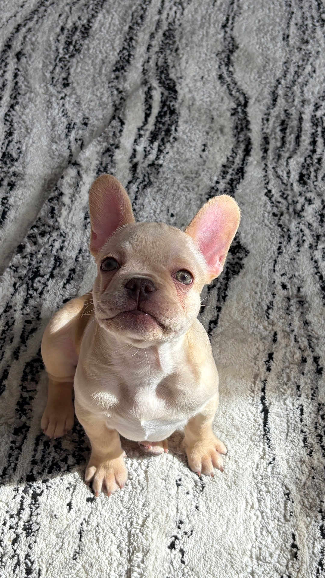 Toby is registered to the contest to win money with this photo: dog, puppy, french_bulldog, pet, indoor, rug, portrait, ears, paws, sitting, looking_up, cute, adorable, small_dog, nose, whiskers, fur, sunlight, shadow, texture