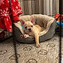 Toby joined the competition — help win amazing prizes! puppy, dog, french_bulldog, pet_bed, bed, blanket, red_blanket, crate, play_pen, toy, mattress, curtain, paws, ears, indoor, cozy, cute, looking_at_camera, paw_raised, sleeping_spot