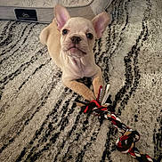 Toby is registered to the contest to win money with this photo: dog, puppy, french_bulldog, cream_coat, rope_toy, knotted_toy, pet_bed, textured_rug, indoor, living_room, looking_up, ears_up, paw, close_up, cute, playful, blanket, fabric, nose, eyes