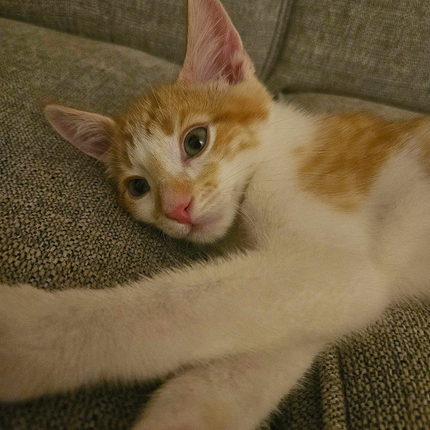 Caramel is registered to the contest to win money with this photo: animal, cat, closeup, couch, cozy, cute, ears, eyes, feline, fur, indoor, kitten, laying_down, orange_and_white, pet, pink_nose, relaxed, soft, stretching, whiskers