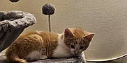 Caramel is registered to the contest to win money with this photo: animal, cat, cat_toys, cat_tree, curious, cute, domestic_cat, furniture, fuzzy_balls, indoor, kitten, lounging, orange_cat, pet, playful, resting, texture, wall, white_cat, young_cat