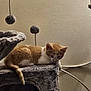 animal, cat, cat_toys, cat_tree, curious, cute, domestic_cat, furniture, fuzzy_balls, indoor, kitten, lounging, orange_cat, pet, playful, resting, texture, wall, white_cat, young_cat