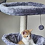 animal, cat, cat_tree, cozy, curious, cute, fluffy, furniture, hammock, home, indoor, kitten, orange_and_white, pet, pet_accessory, playing, plush, relaxed, toy, young