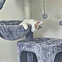 animal, cat, cat_tree, cozy, cute, dangling, fur, furry, gray, hammock, head, home, indoor, paw, pet, relaxed, resting, sleeping, toy, whiskers