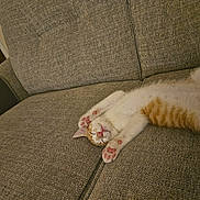 Caramel joined the competition — help win amazing prizes! animal, cat, couch, cozy, cute, domestic_animal, feline, fur, home, indoor, kitten, mammal, nap, orange_and_white, paw_pads, pet, relaxed, resting, sleeping, soft