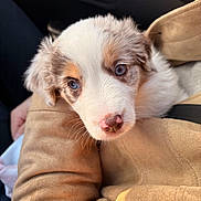Alia a rejoint le concours — aidez-le/la à gagner de superbes lots ! adorable, animal, arm, blue_eyes, close_up, companion, cuddling, cute, dog, fur, indoor, mammal, person, pet, pink_nose, portrait, puppy, soft_light, warm_clothing, young